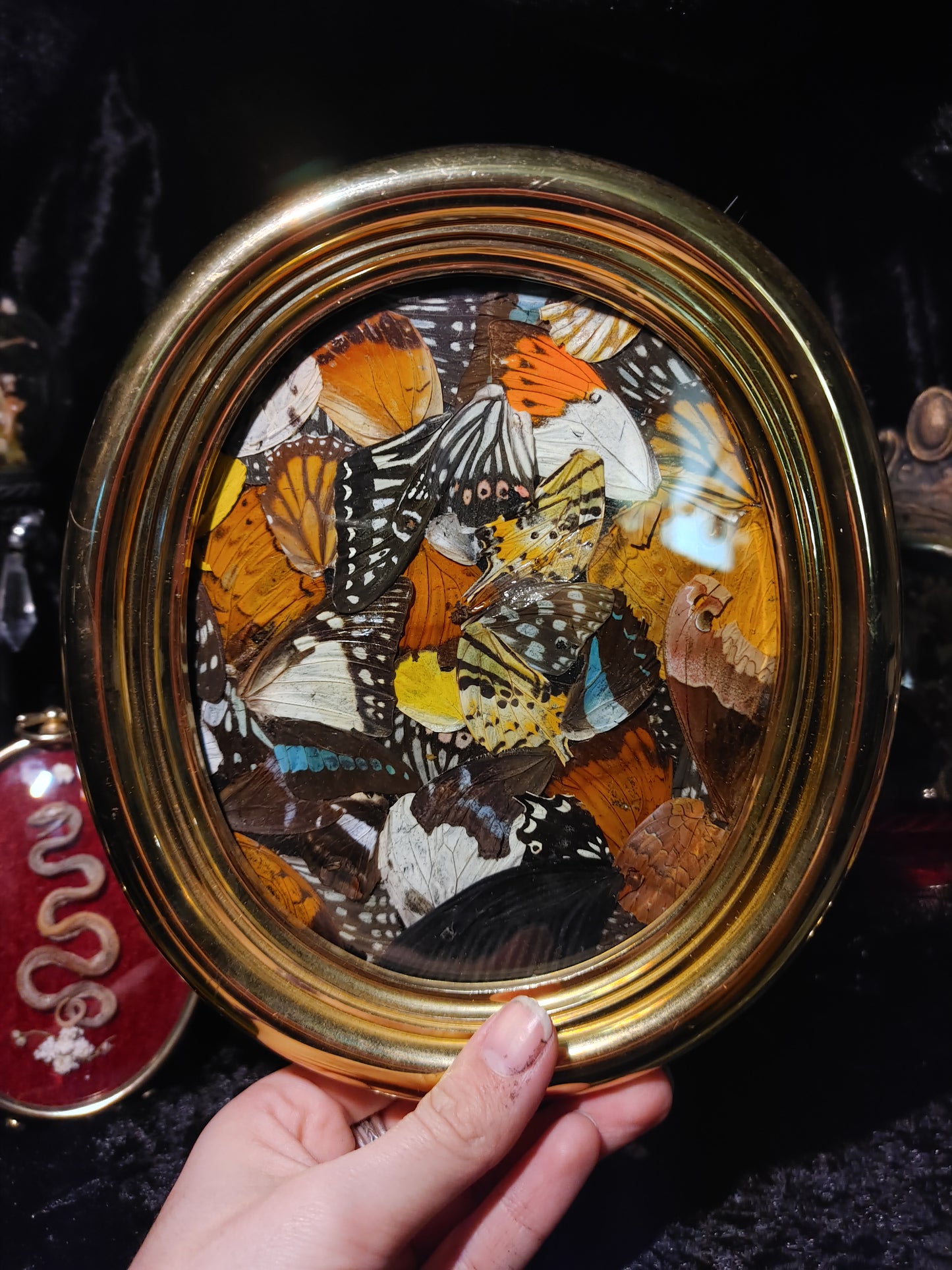Assorted Framed Butterfly Wings