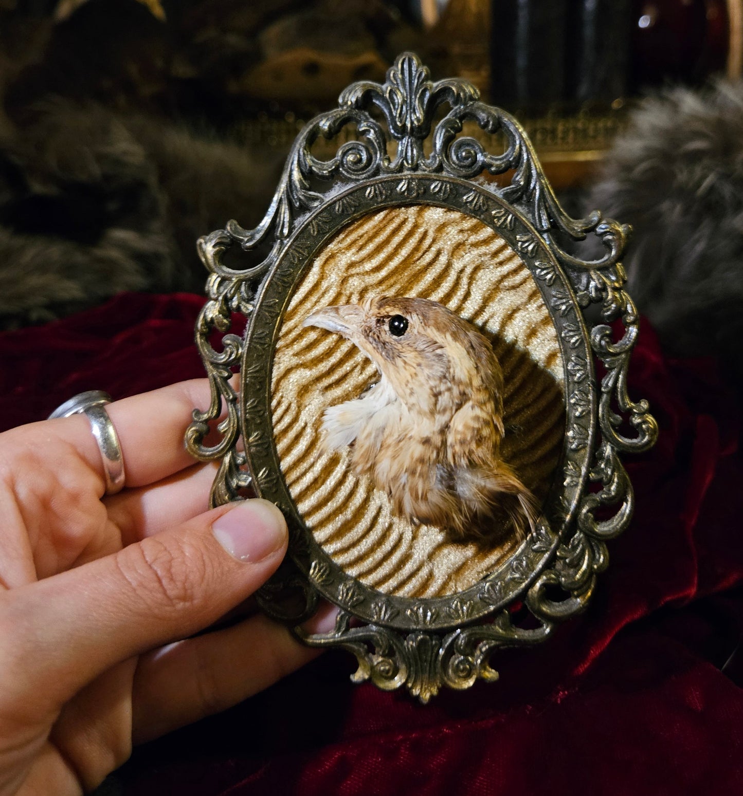 Mummy Quail Head