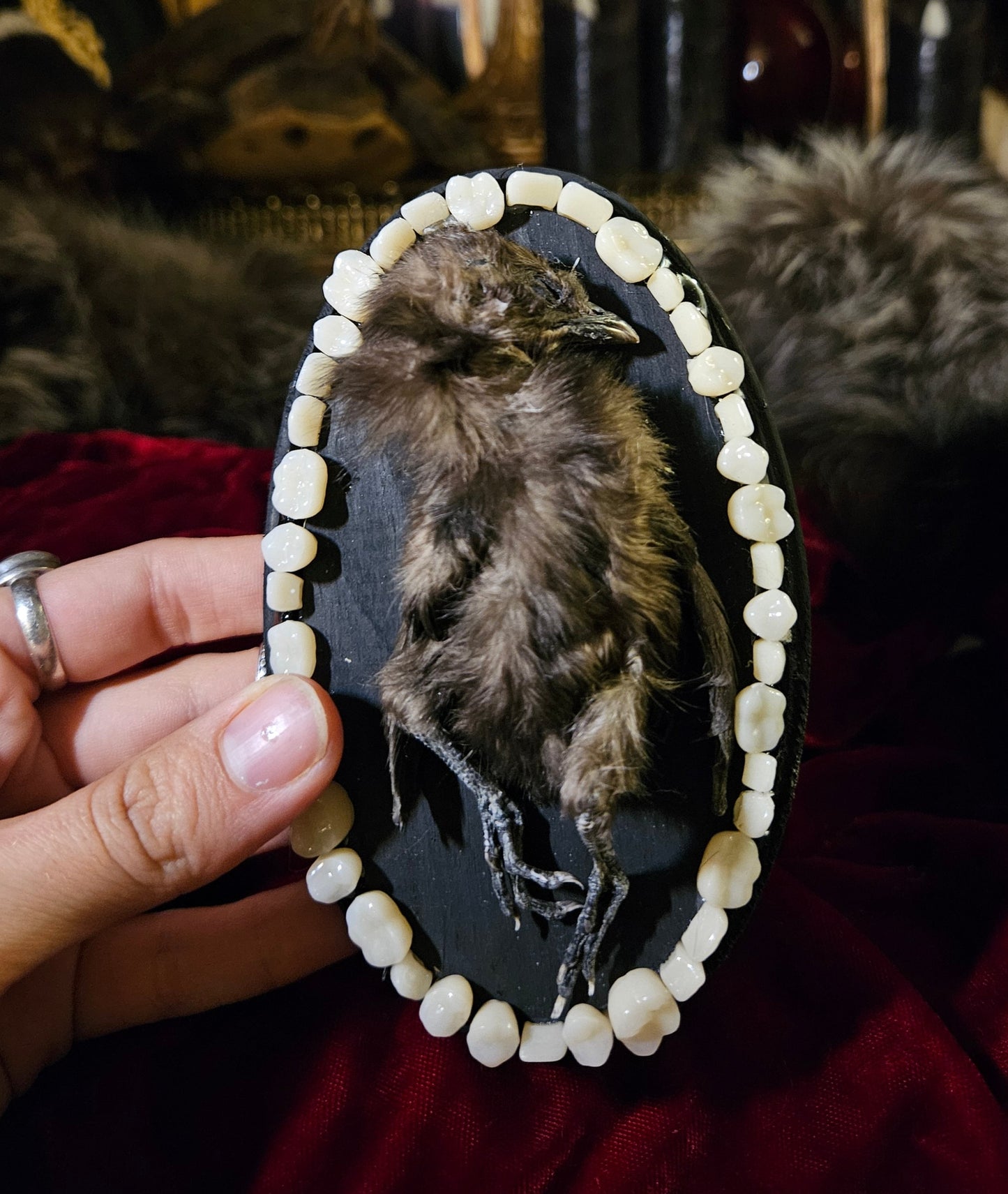 Mummified Bantam Chick CHOMPERS