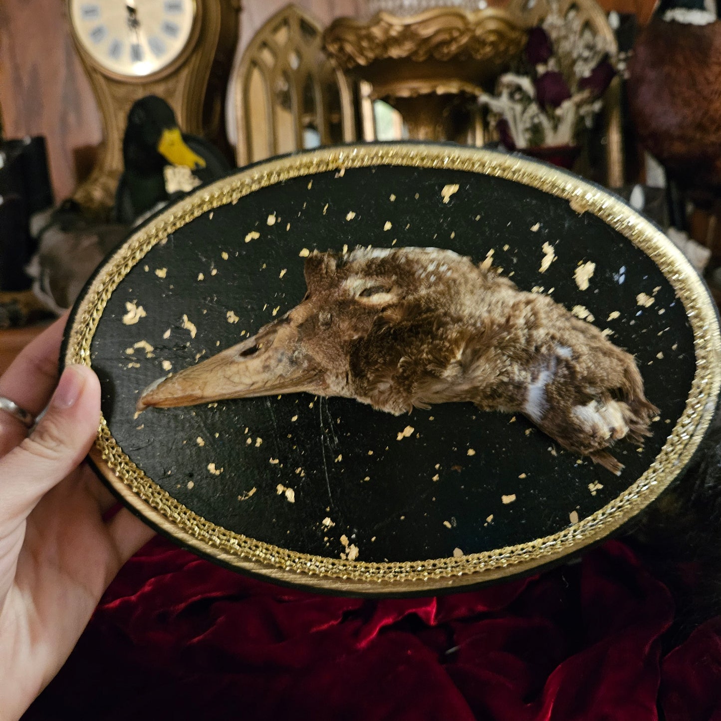 Mummified Duck Head Plaque