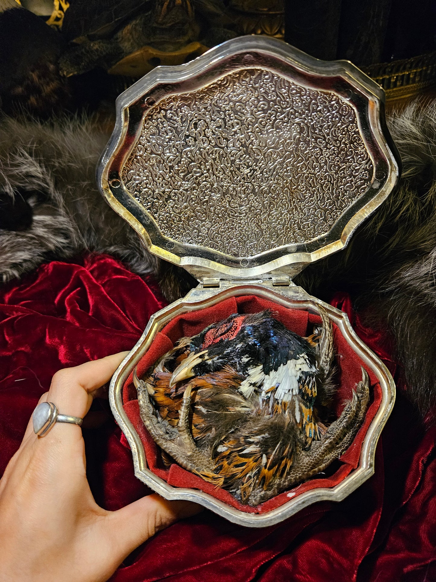 Mummified Pheasant Casket