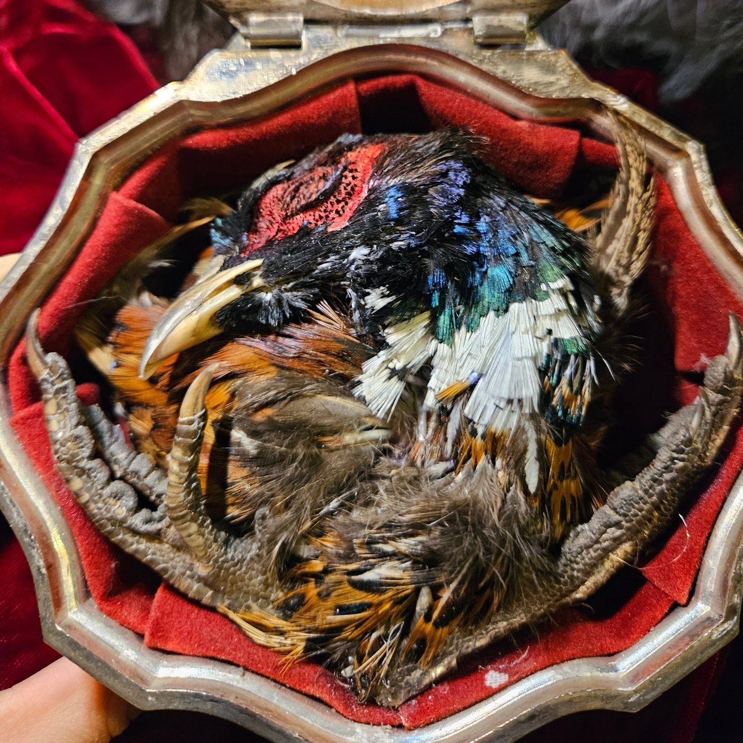 Mummified Pheasant Casket