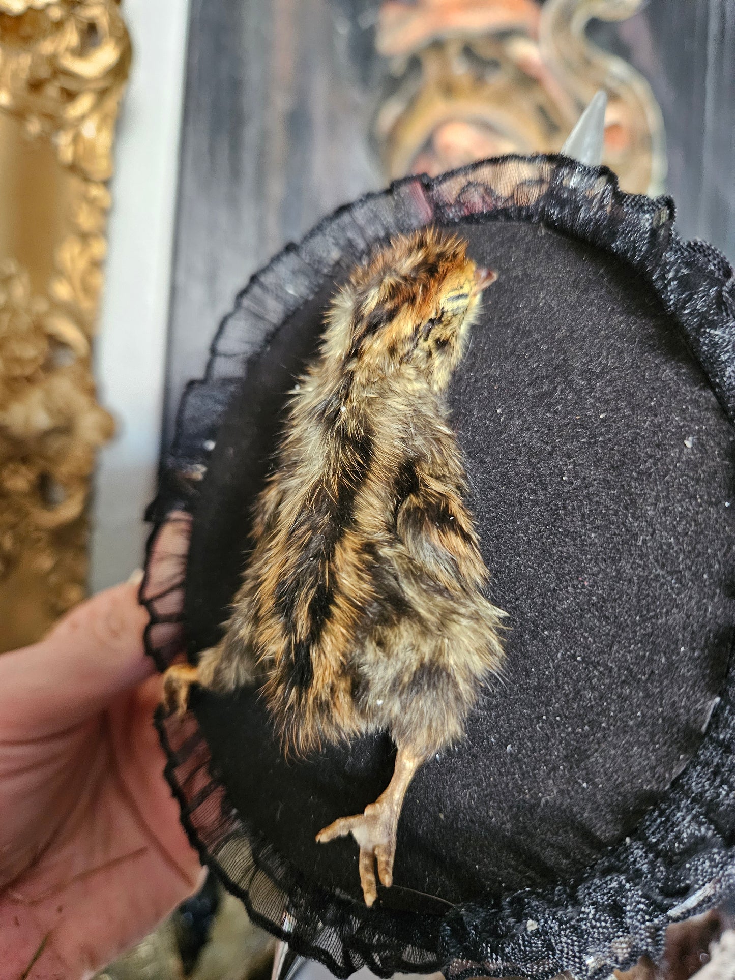 Hard-core Baby Quail