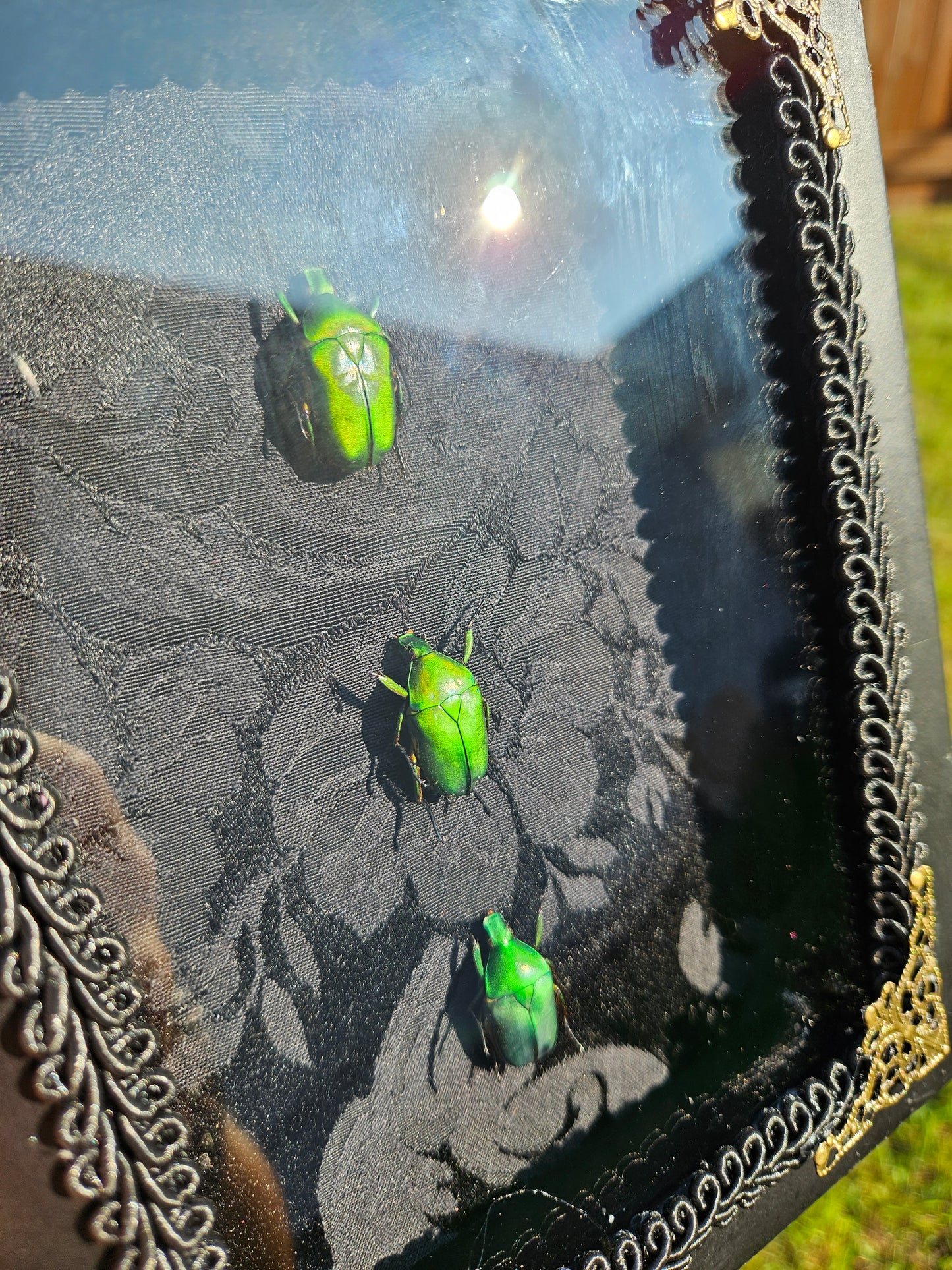 Scarab trio