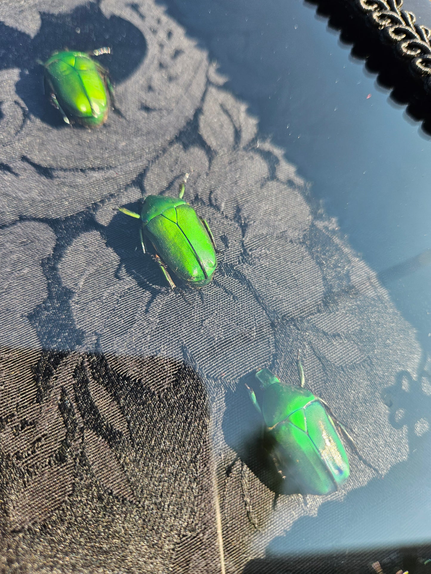 Scarab trio