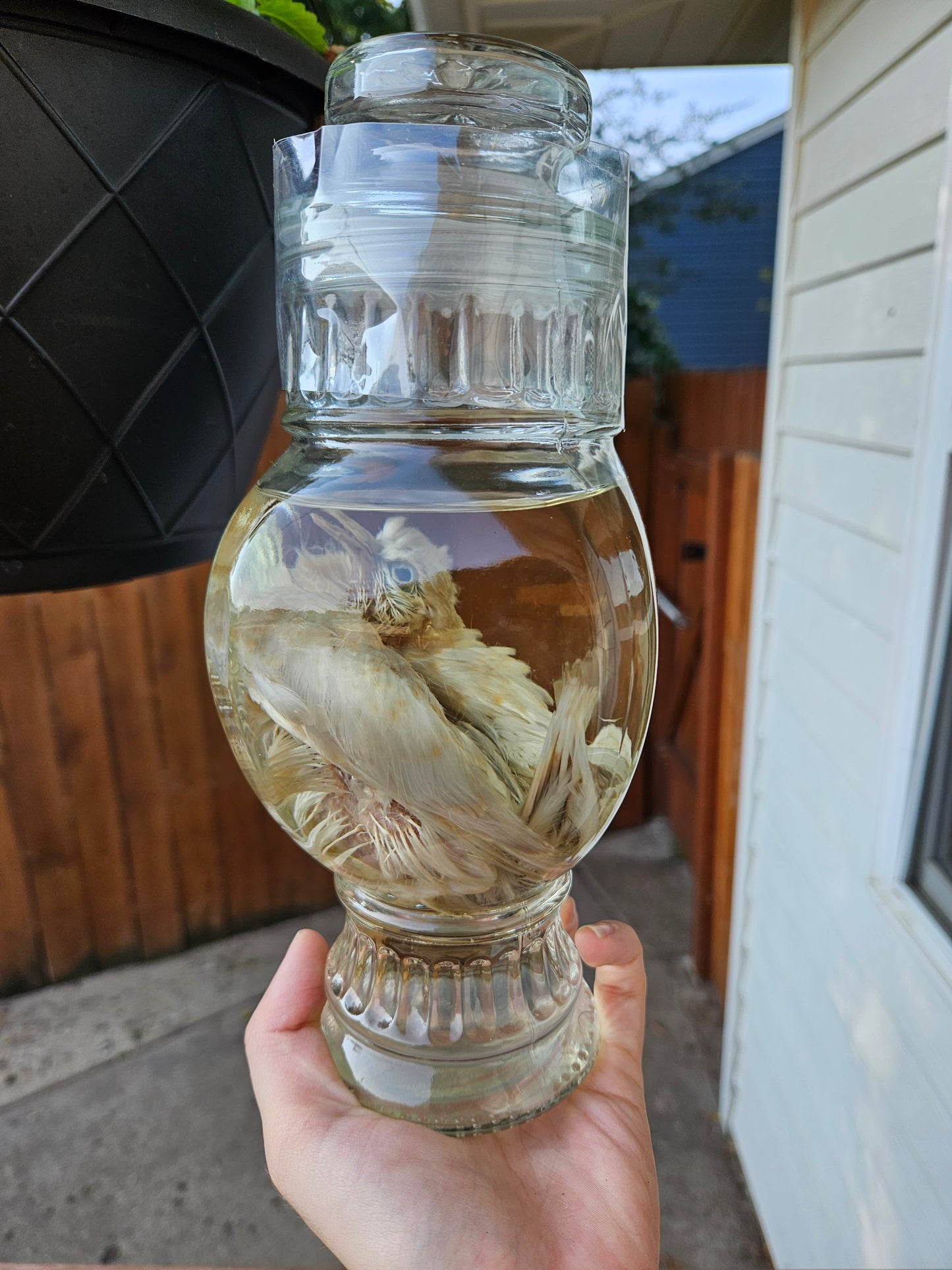 Wet Specimen Juvinile Dove