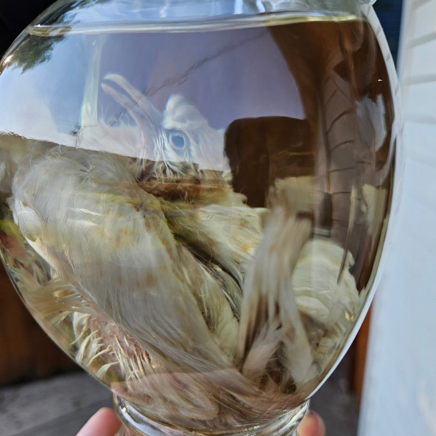 Wet Specimen Juvinile Dove
