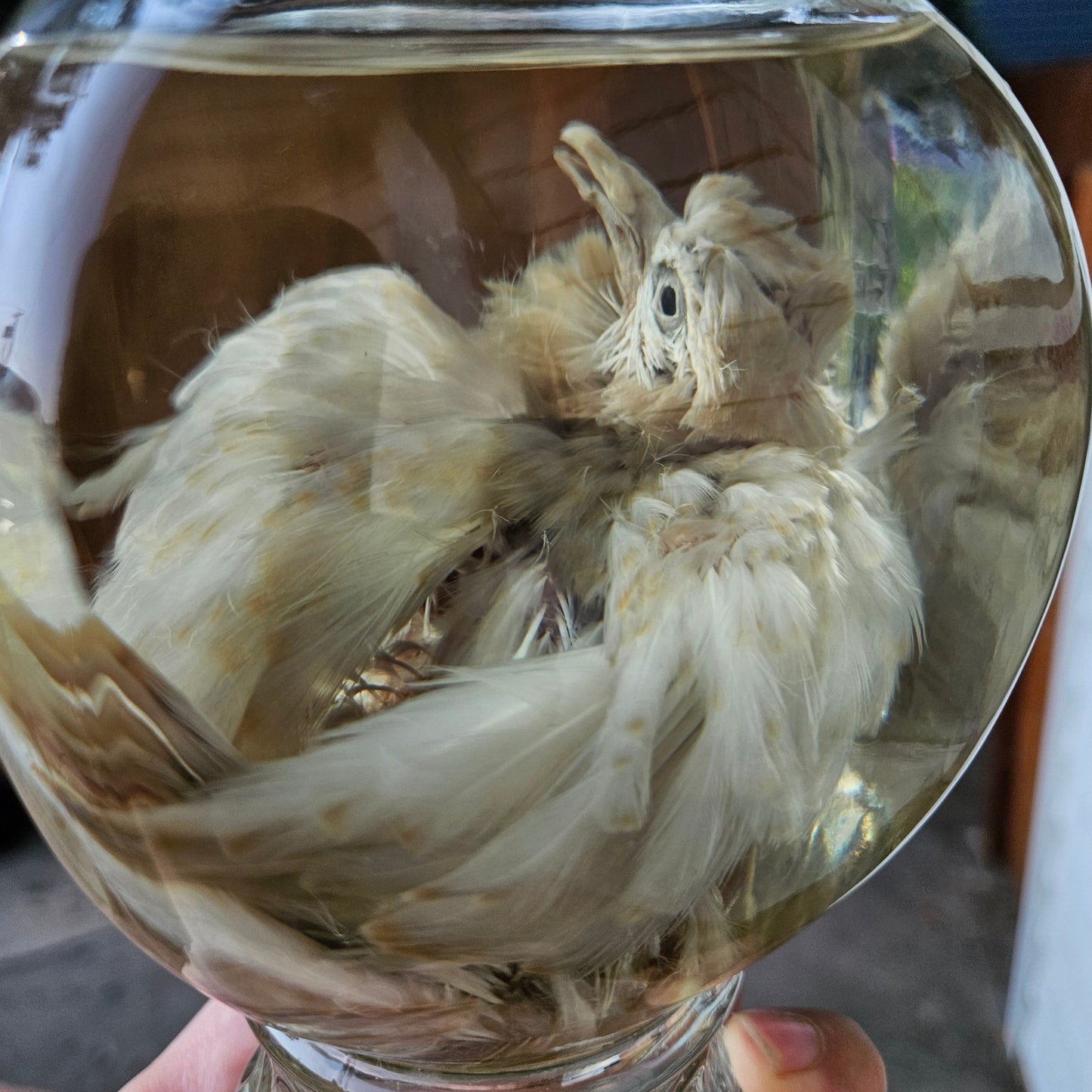 Wet Specimen Juvinile Dove