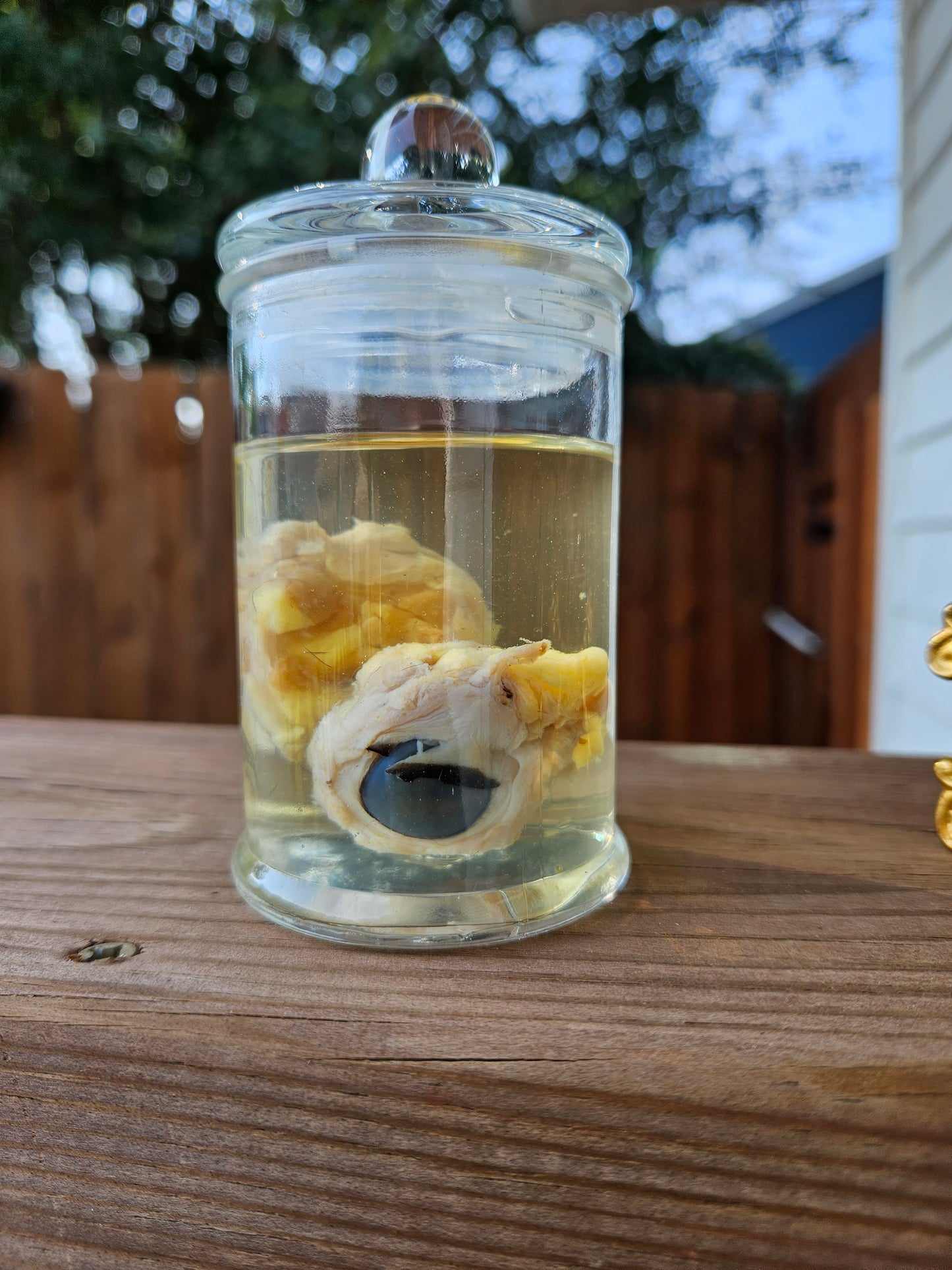 Wet Specimen Fox Eyes