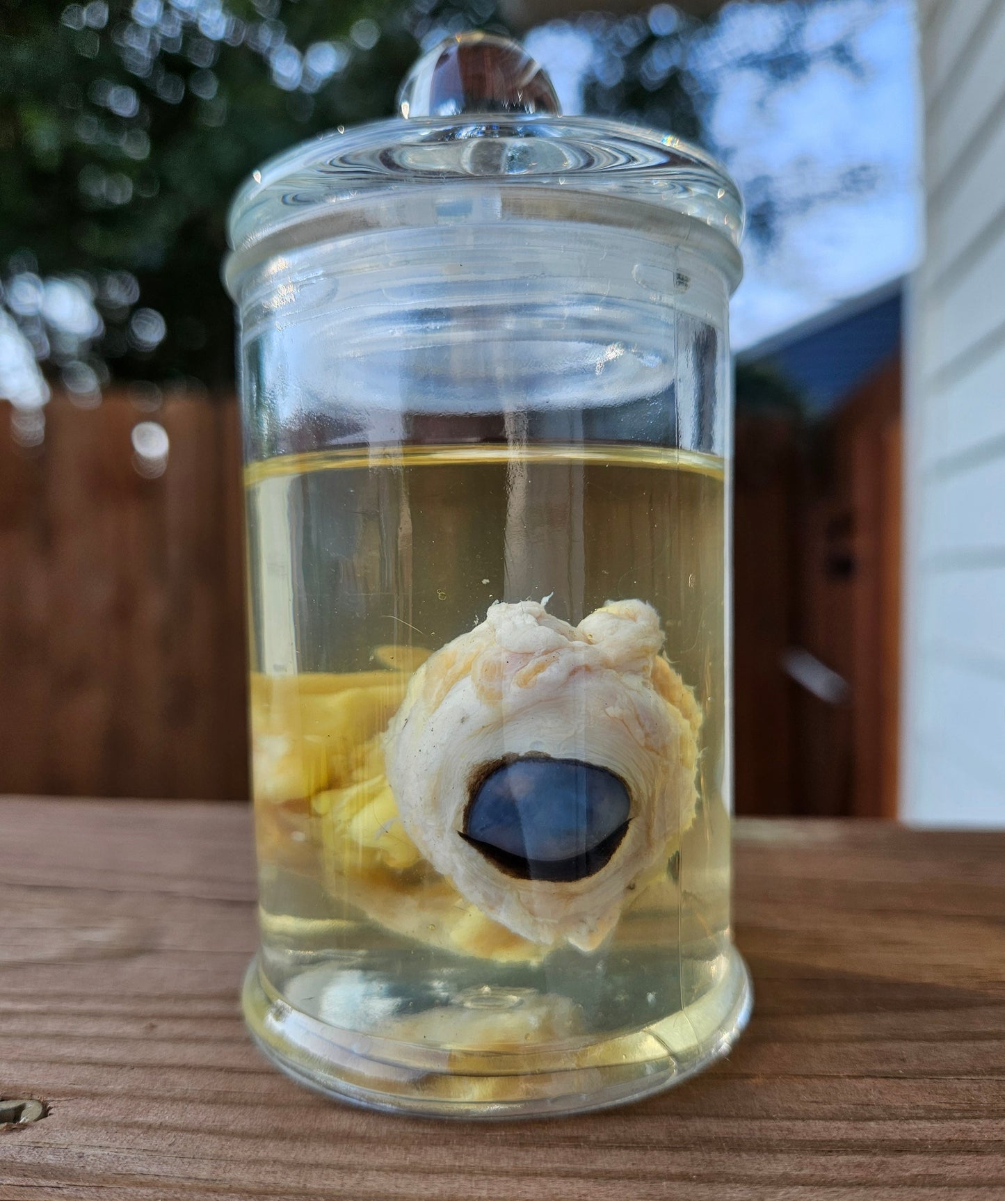 Wet Specimen Fox Eyes