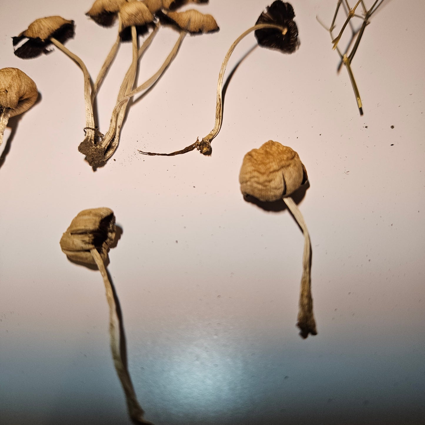 Dried Mica Cap Craft Mushrooms