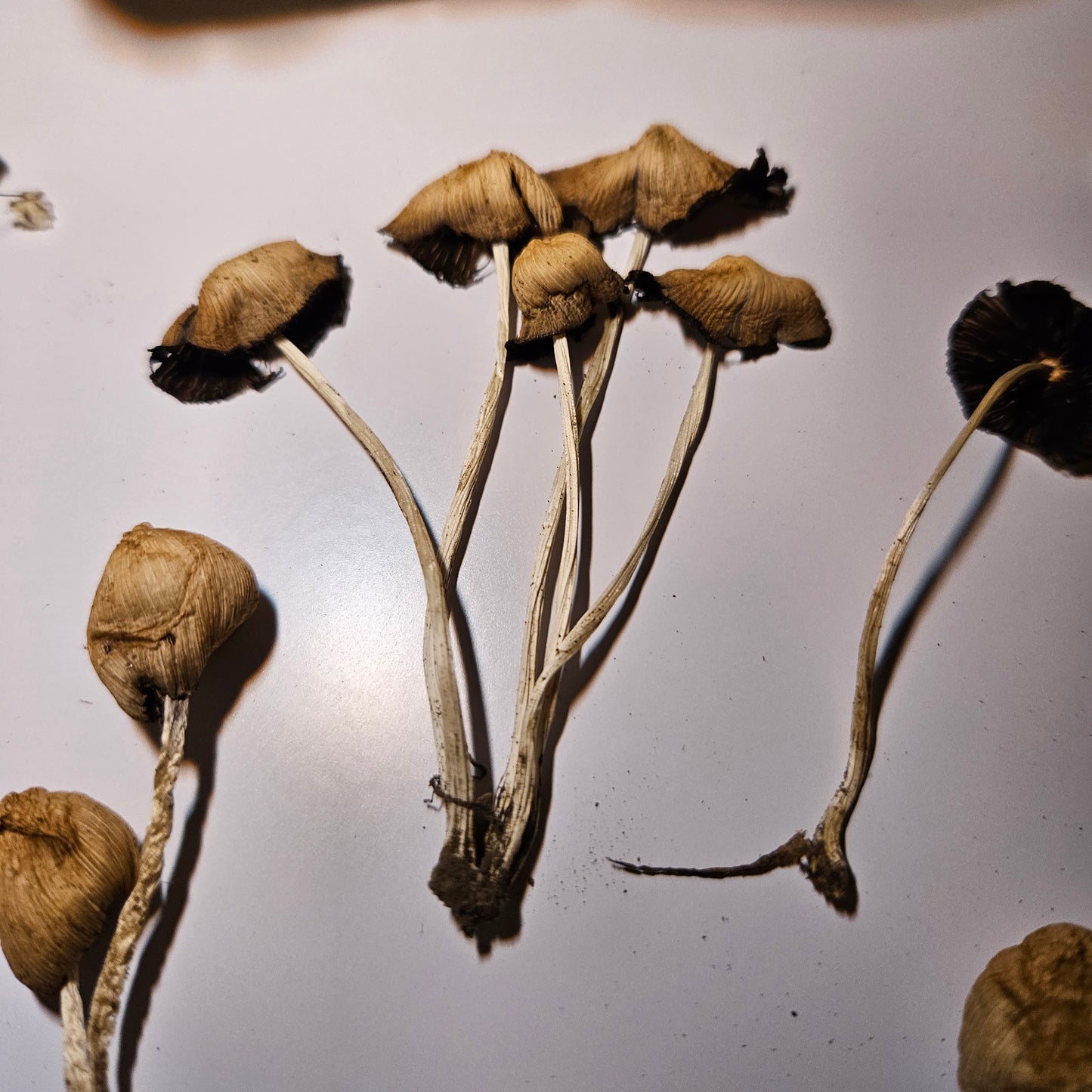 Dried Mica Cap Craft Mushrooms