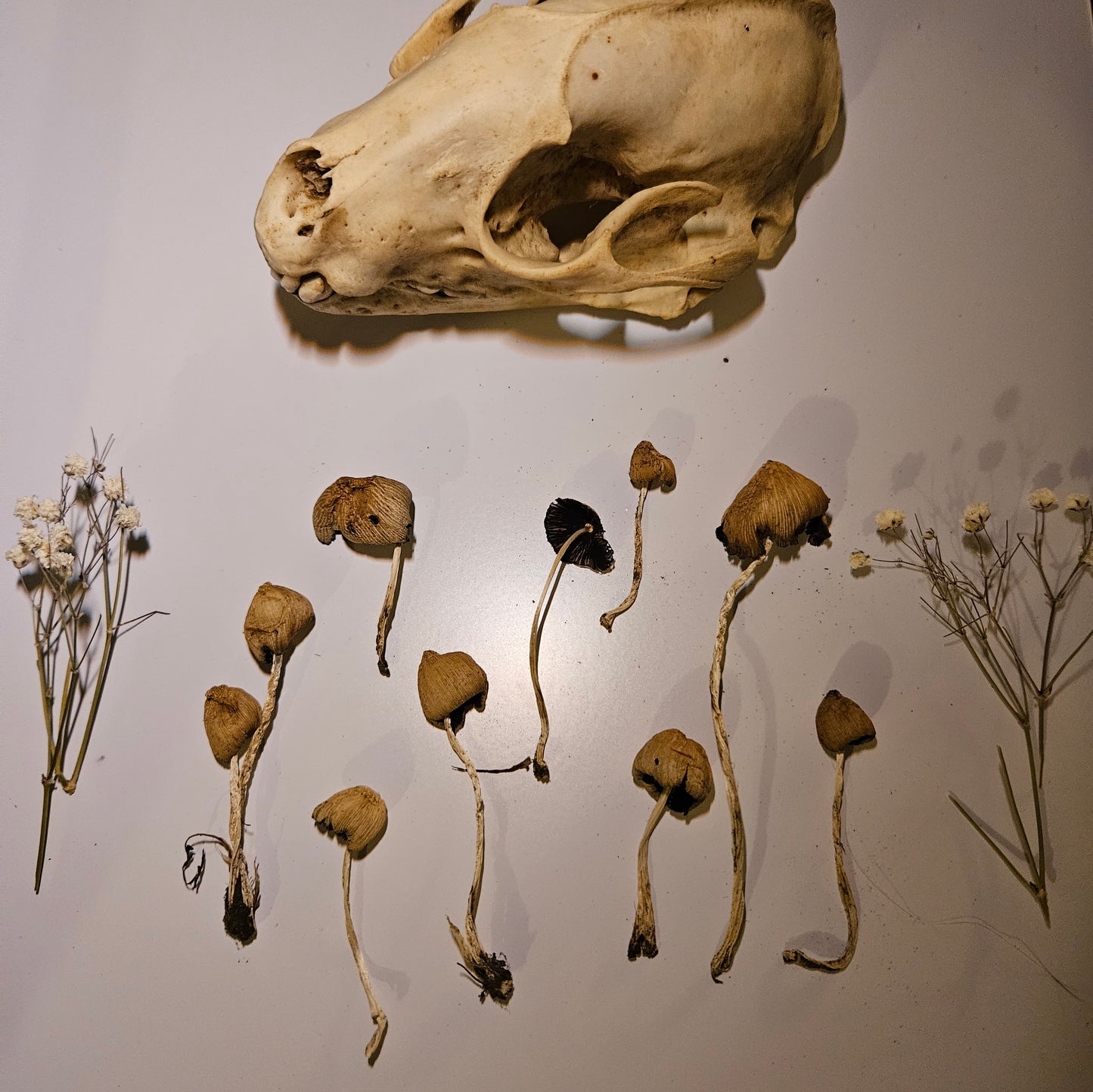 Dried Mica Cap Craft Mushrooms