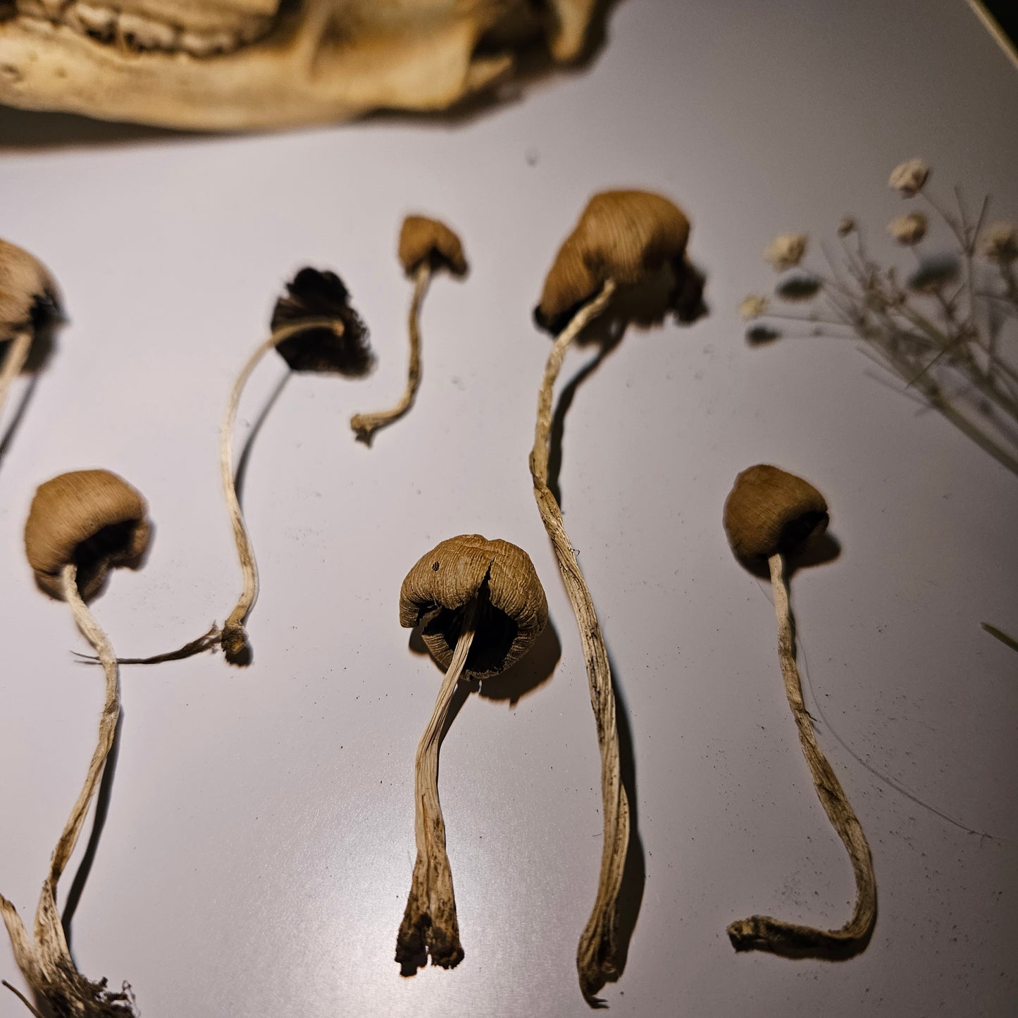 Dried Mica Cap Craft Mushrooms