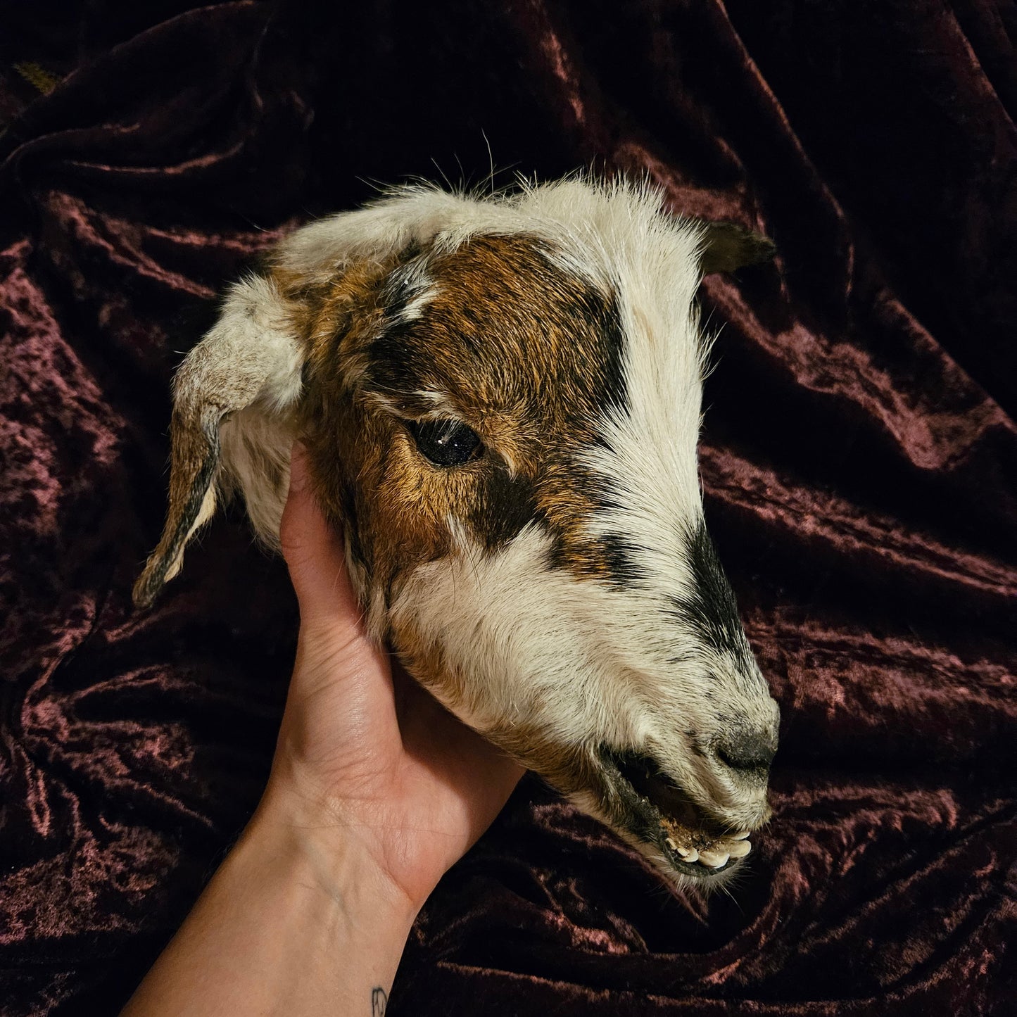 Mummified Goat Head