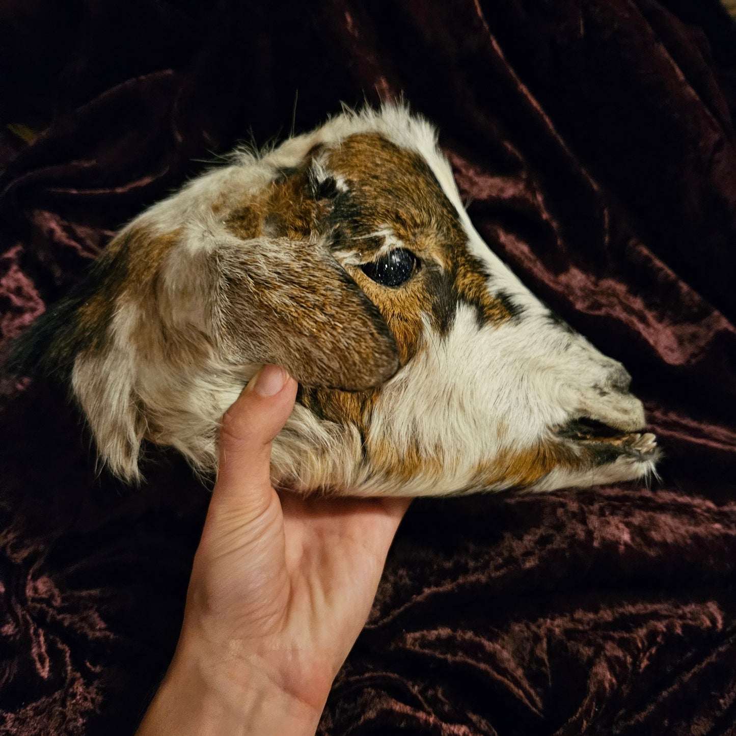 Mummified Goat Head