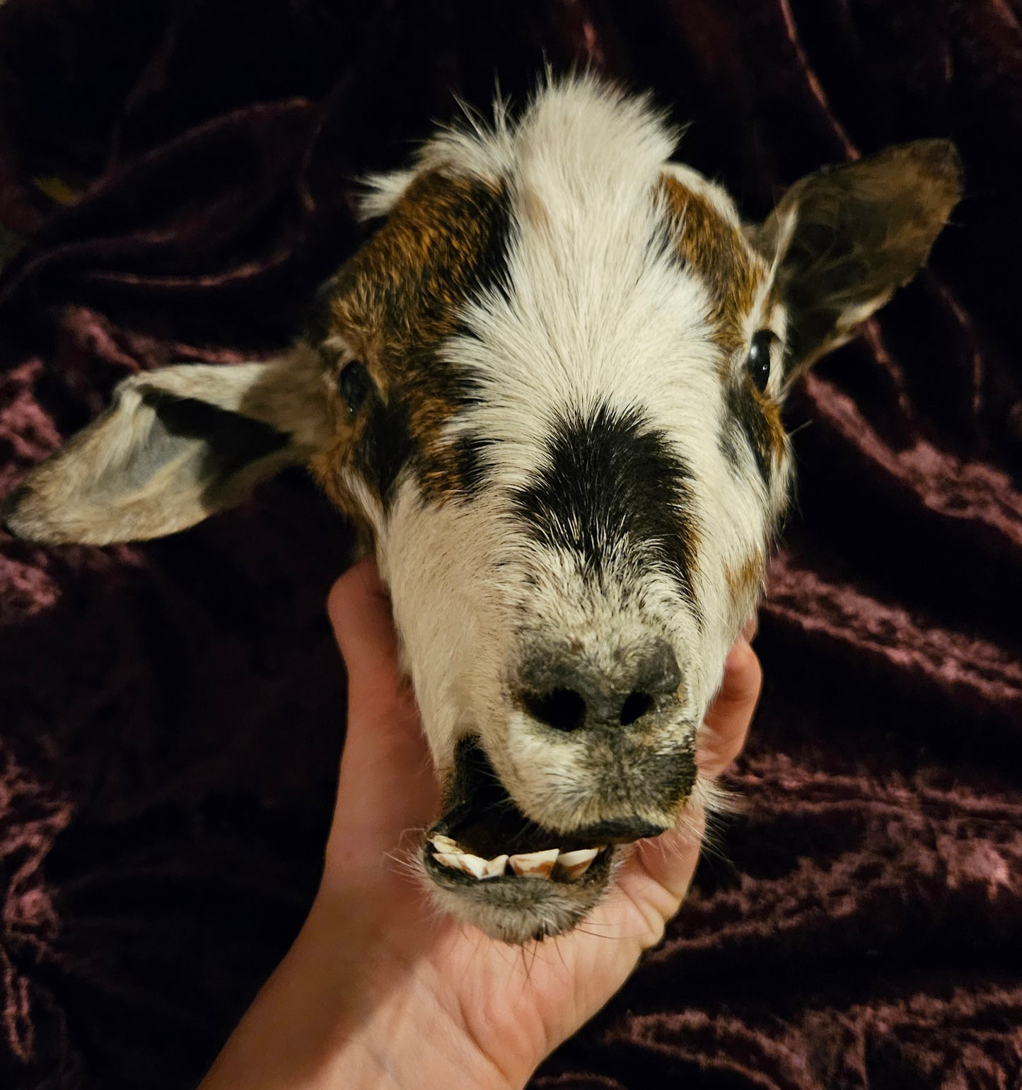 Mummified Goat Head