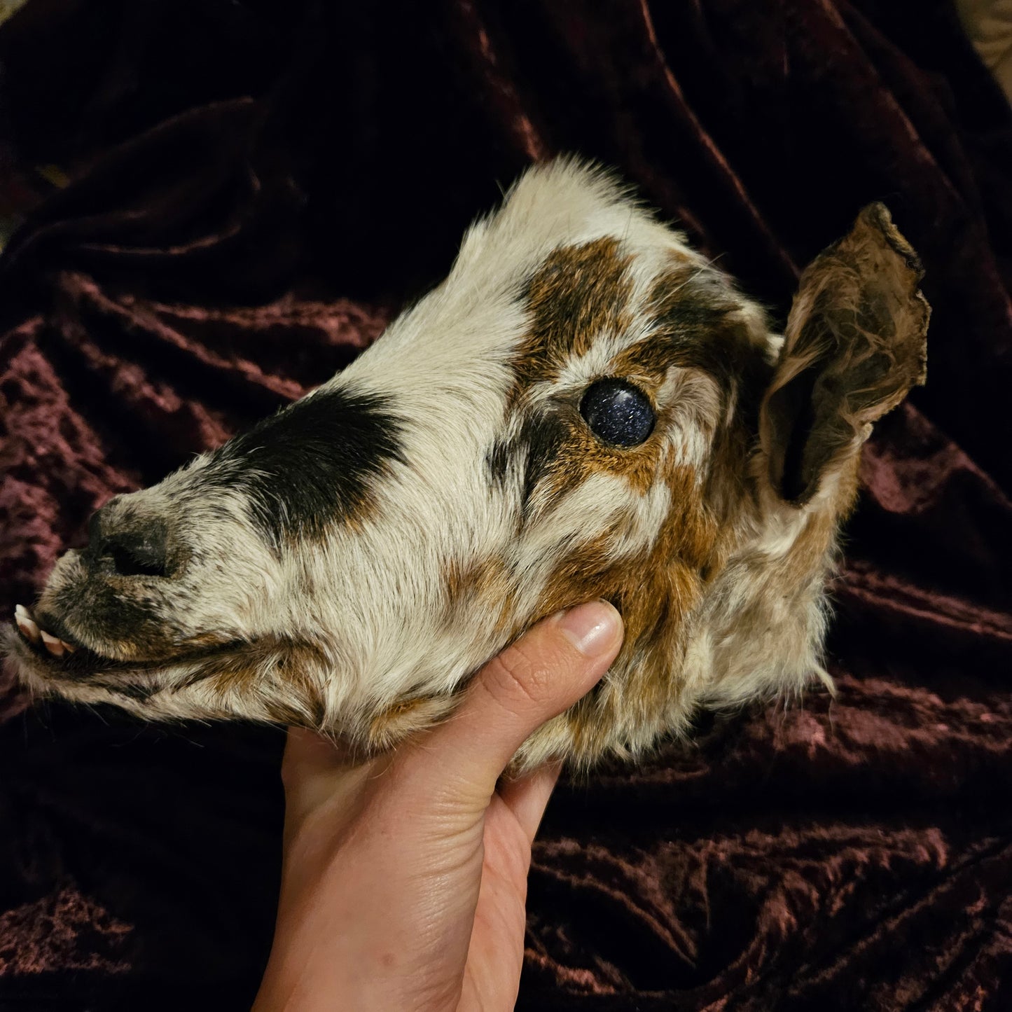 Mummified Goat Head