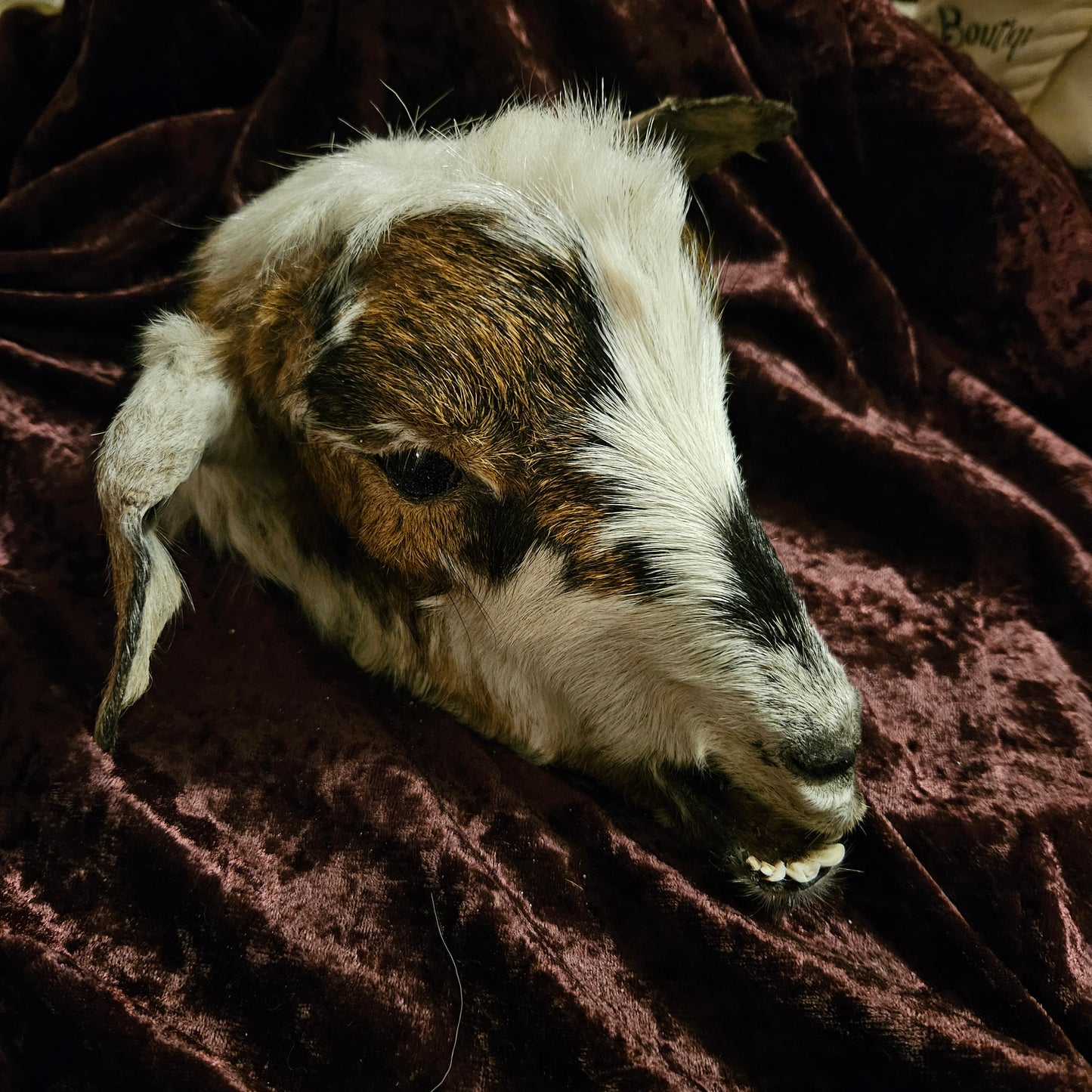 Mummified Goat Head
