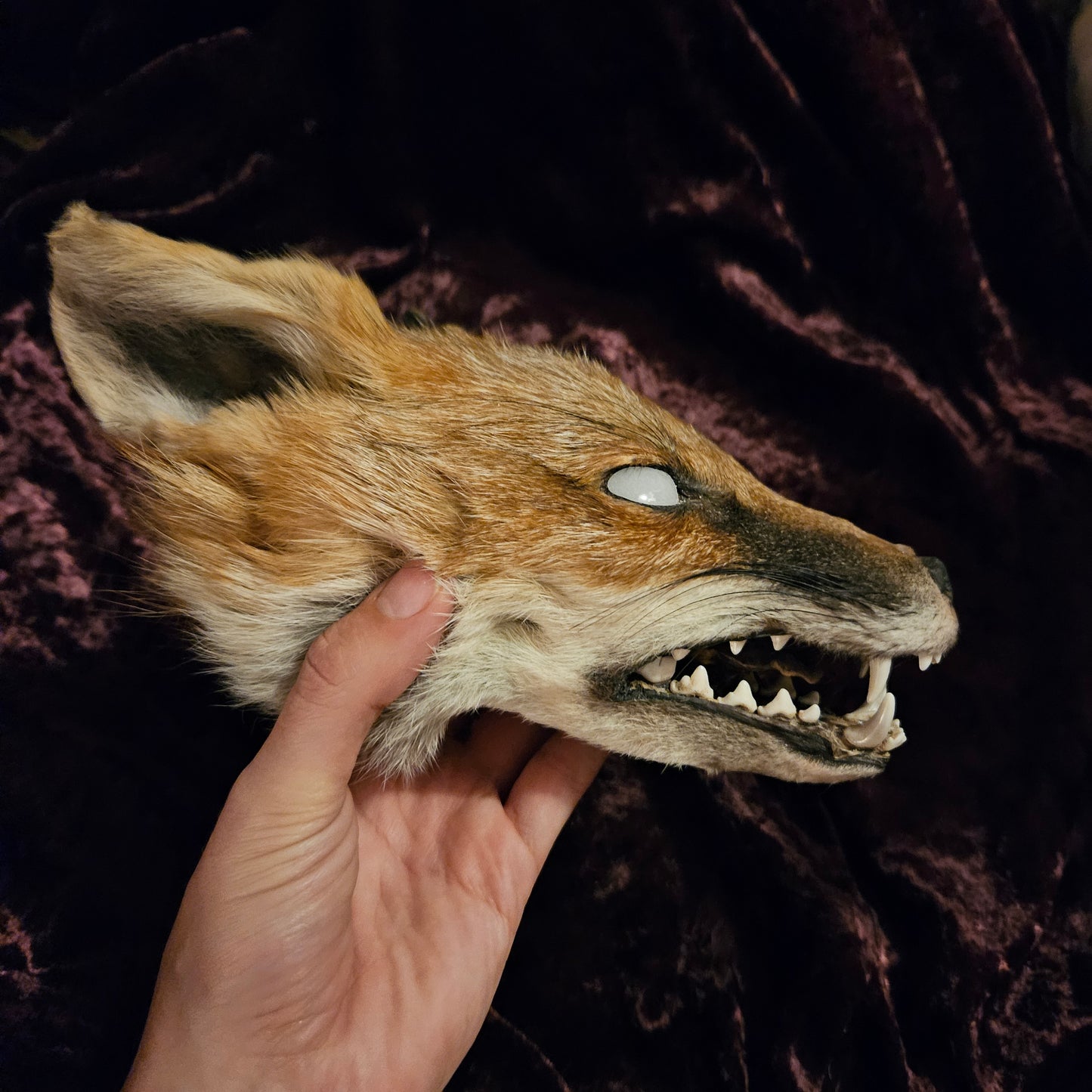 Mummified fox head