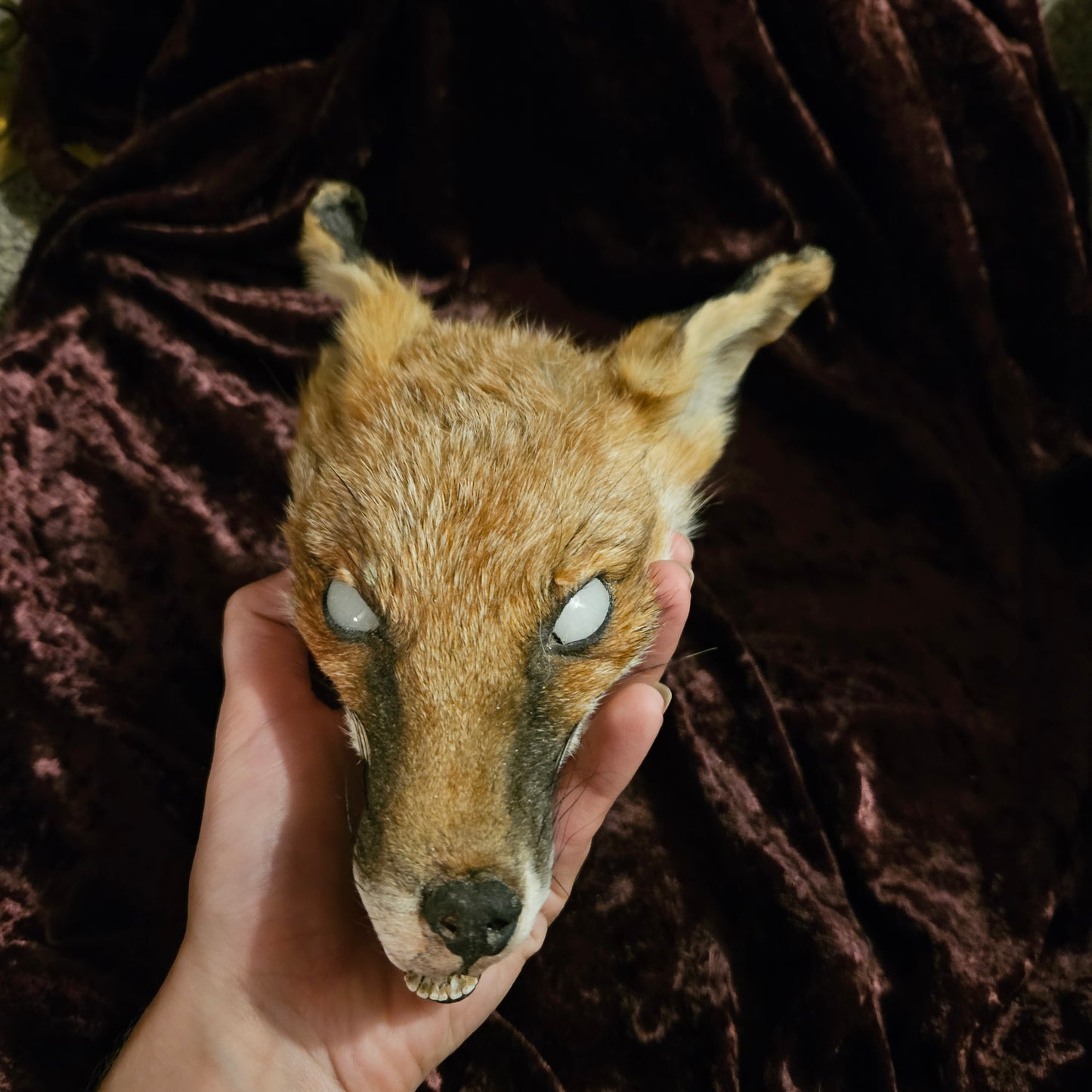 Mummified fox head
