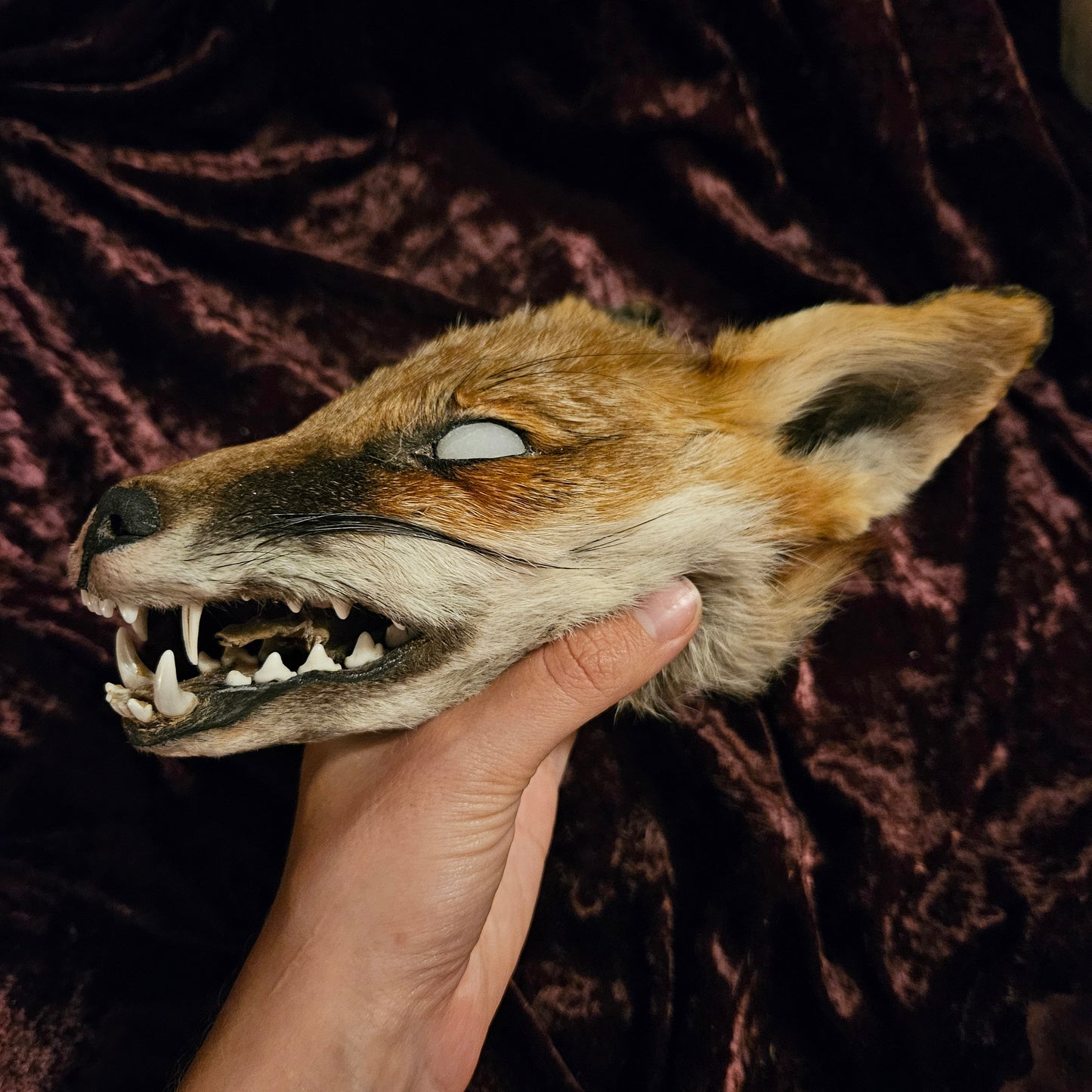 Mummified fox head