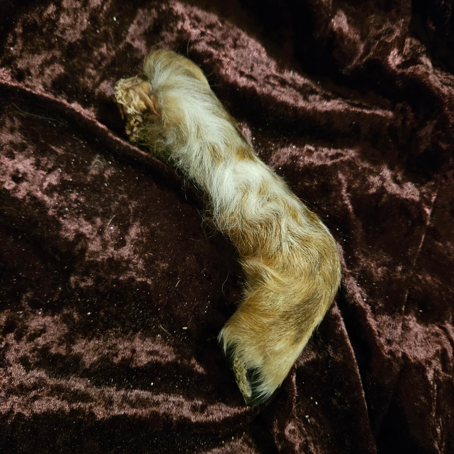 Mummified Lamb Leg