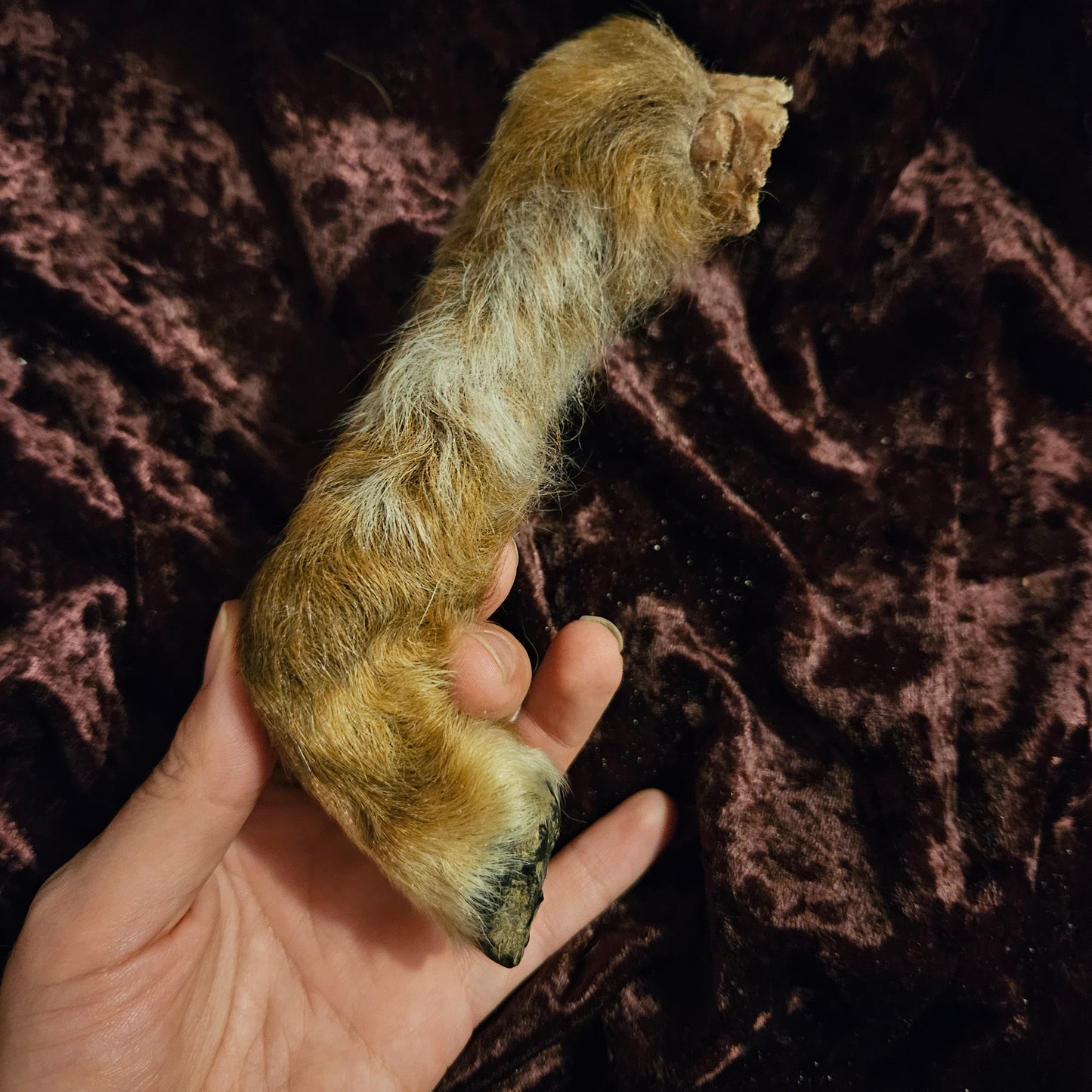 Mummified Lamb Leg