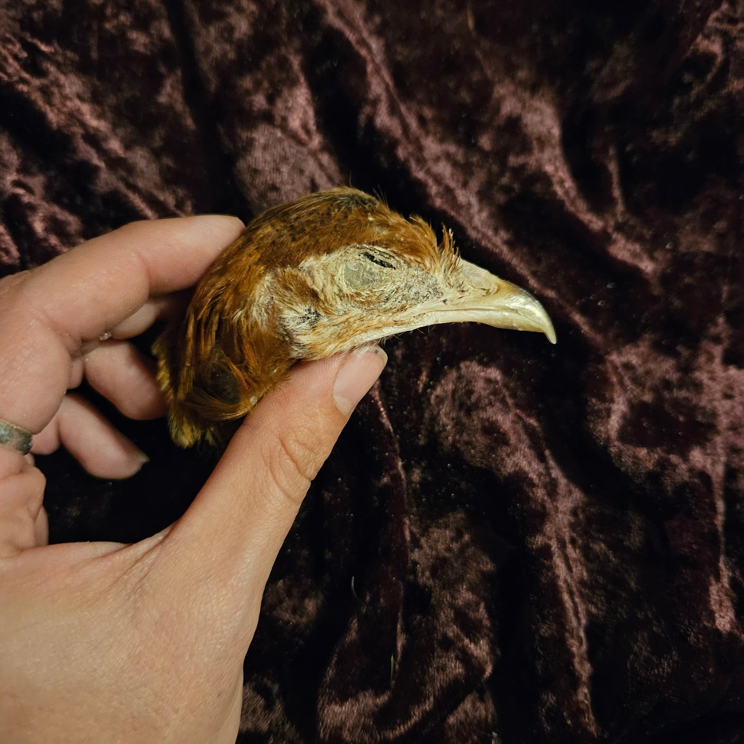 Mummified chicken heads