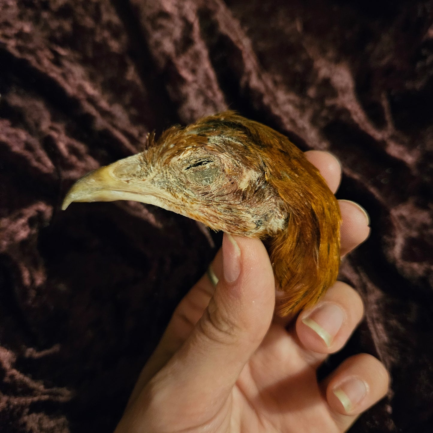 Mummified chicken heads