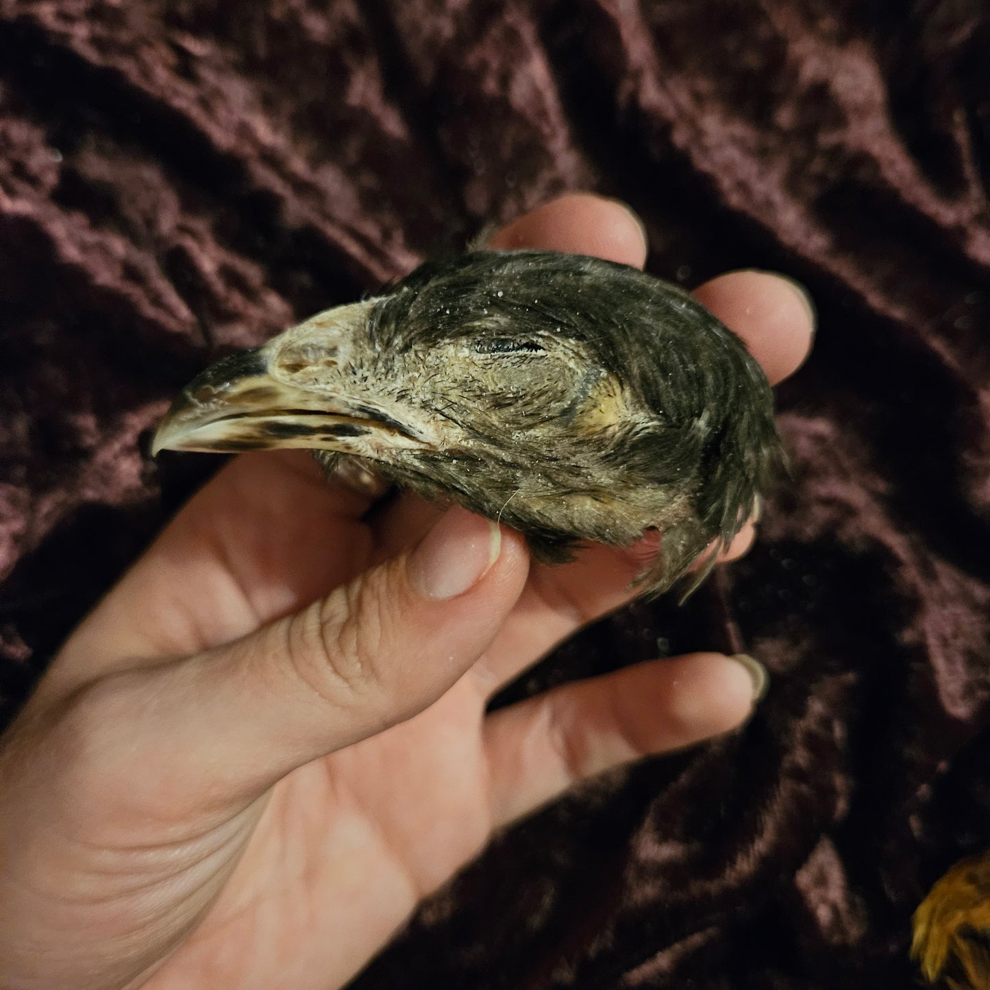 Mummified chicken heads