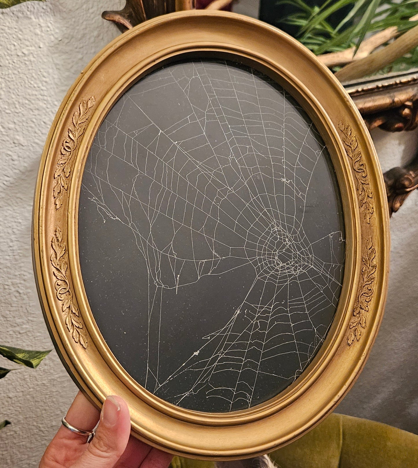 XL cat faced spider web