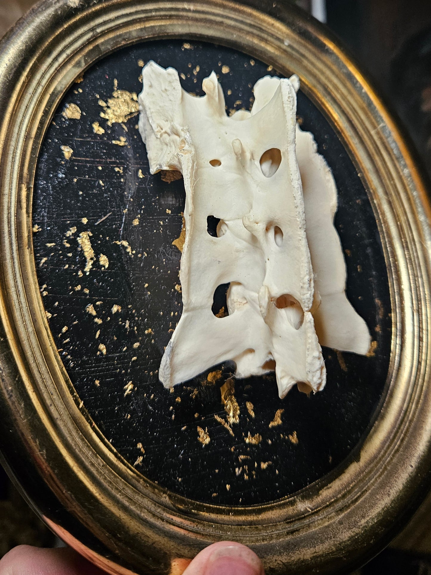 Gold Flake Beaver Sacrum