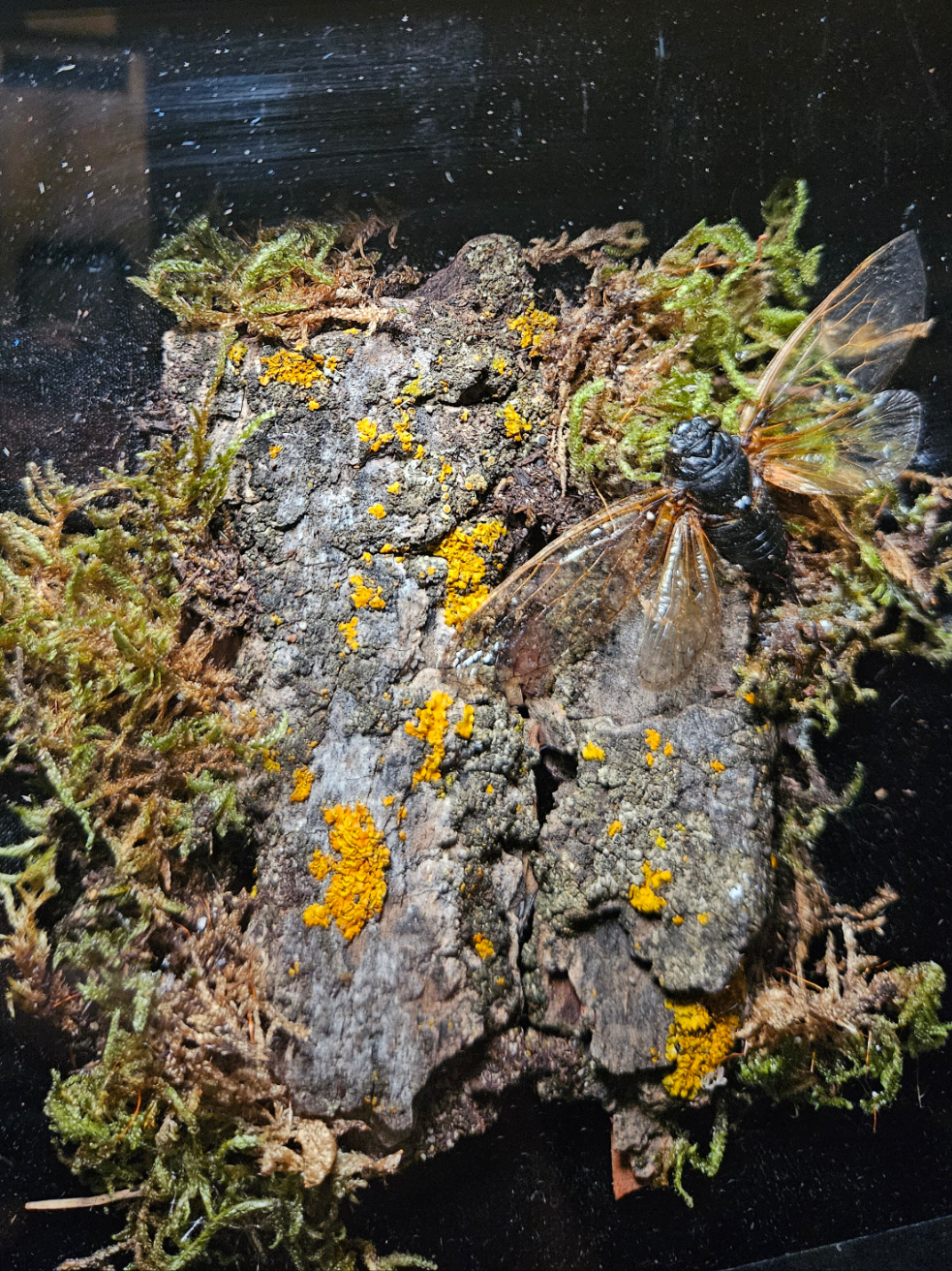 Periodical Cicada Camoflauge