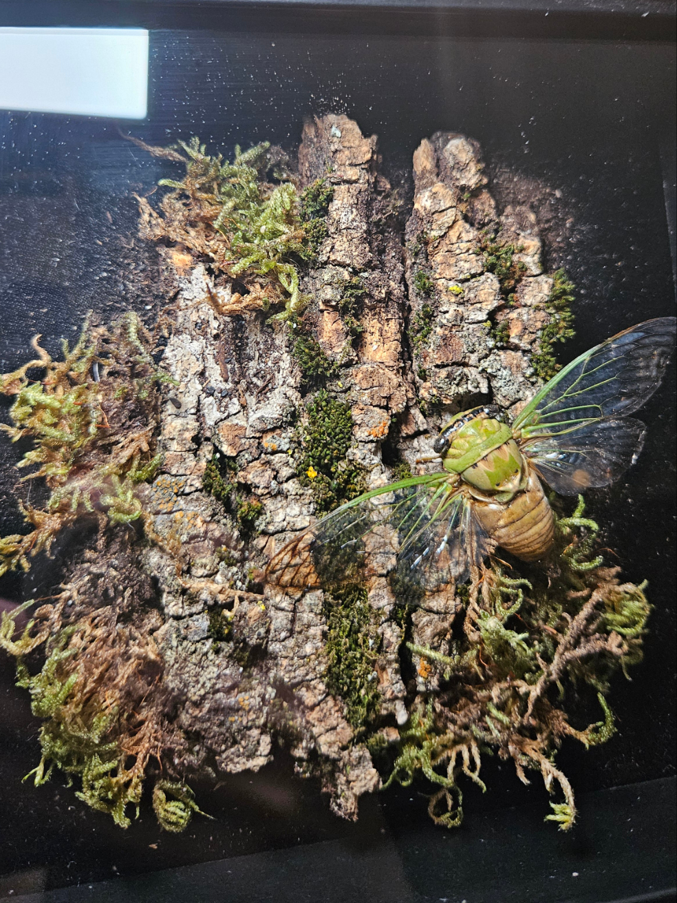 Dog days cicada camoflauge