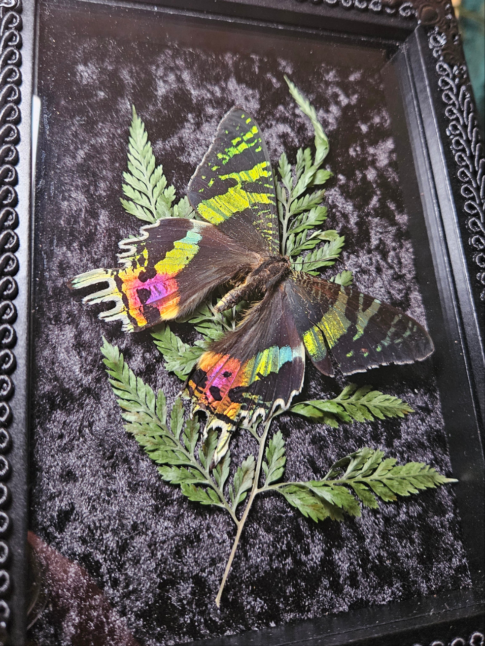 Sunset moth