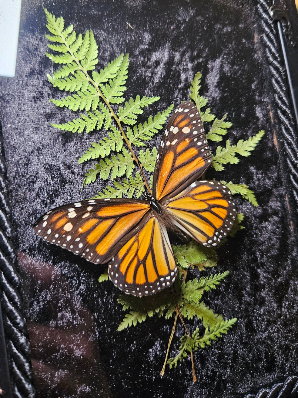 Monarch butterfly