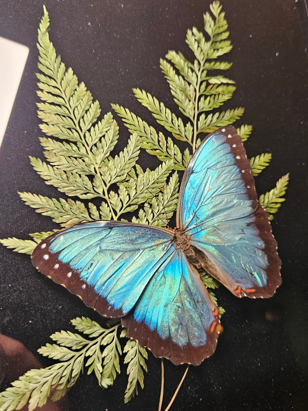 Common blue morpho
