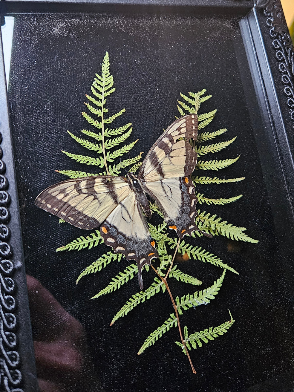 Tiger swallowtail