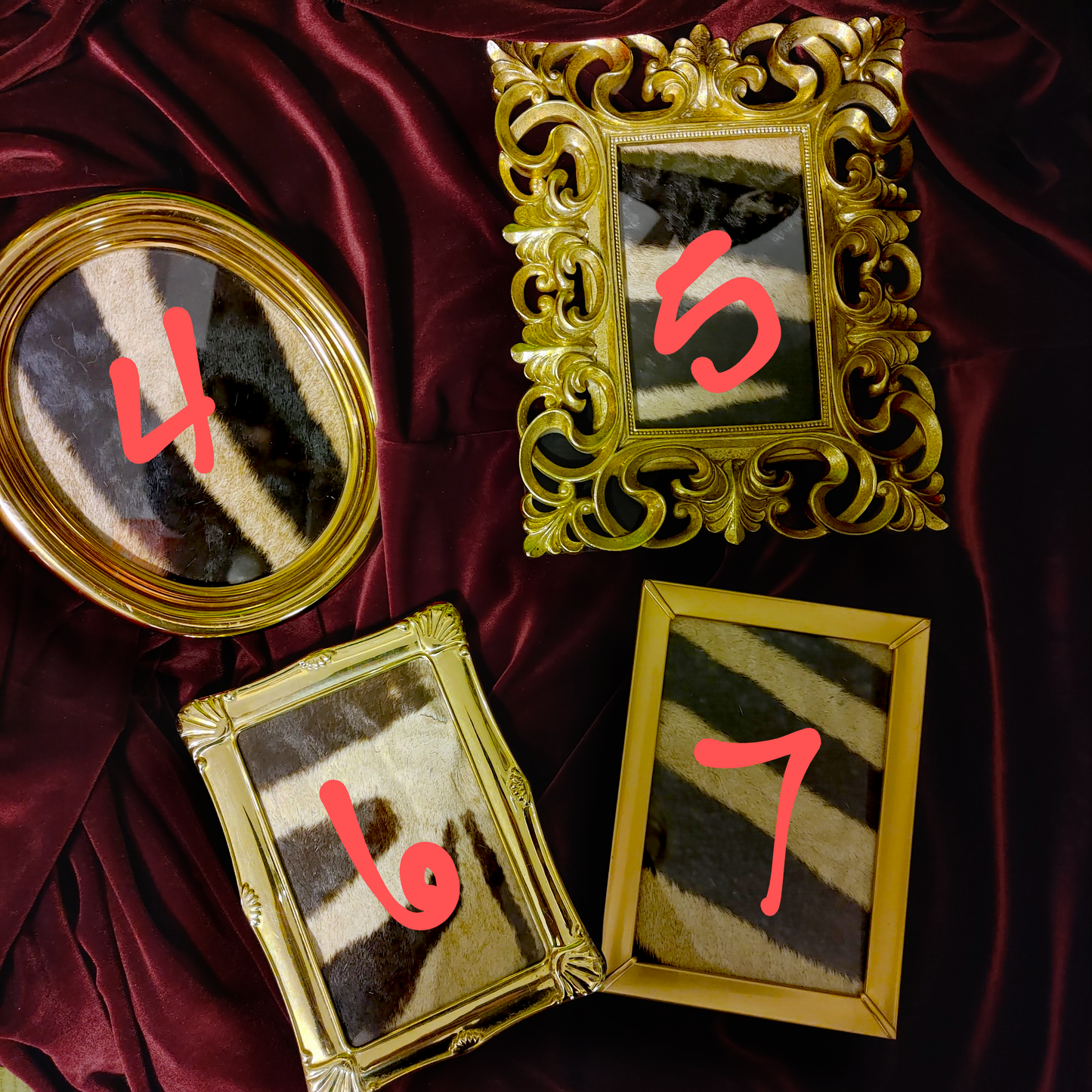 Assorted Framed Zebra Hide