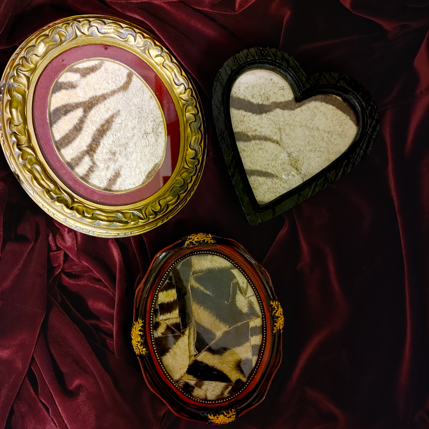 Assorted Framed Zebra Hide