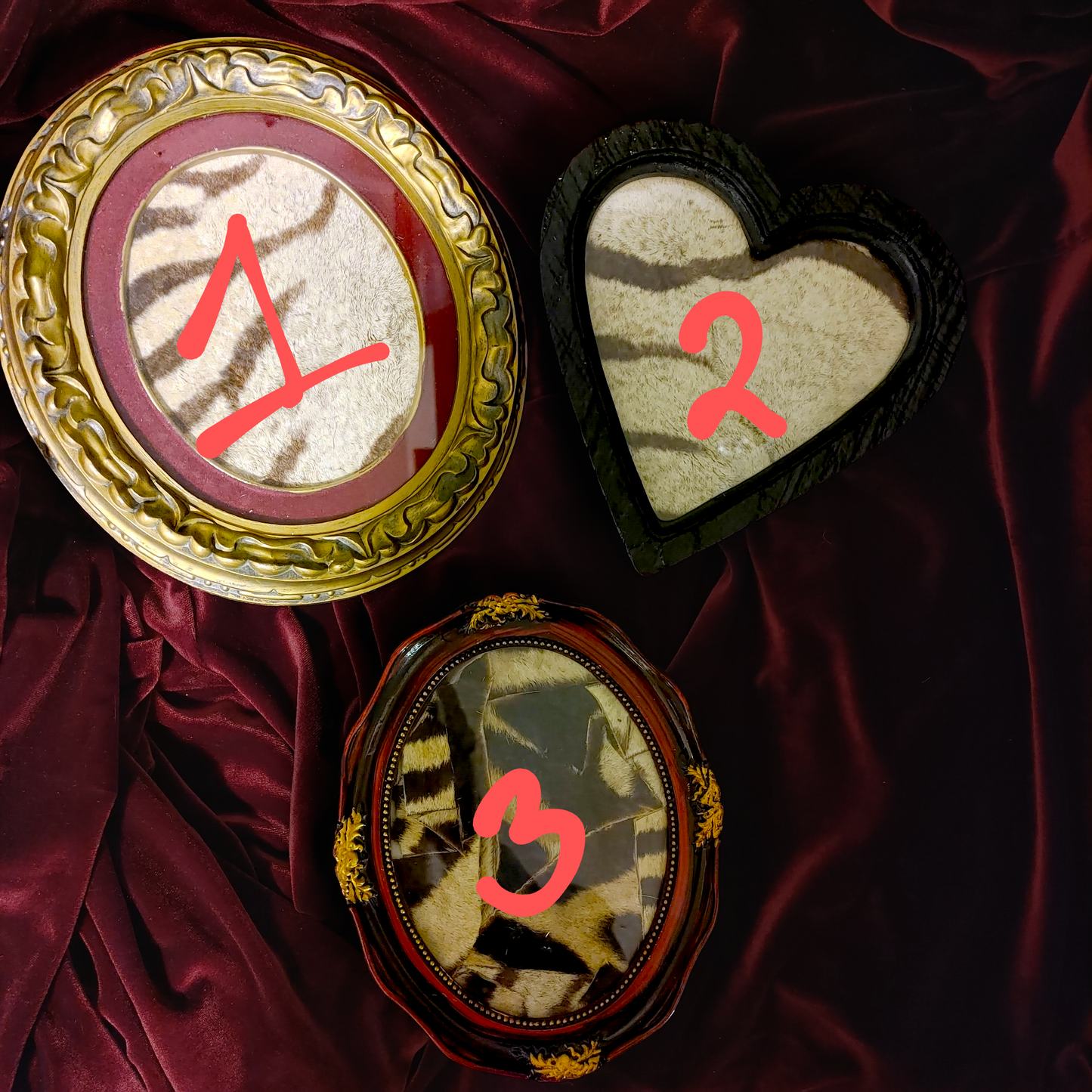 Assorted Framed Zebra Hide