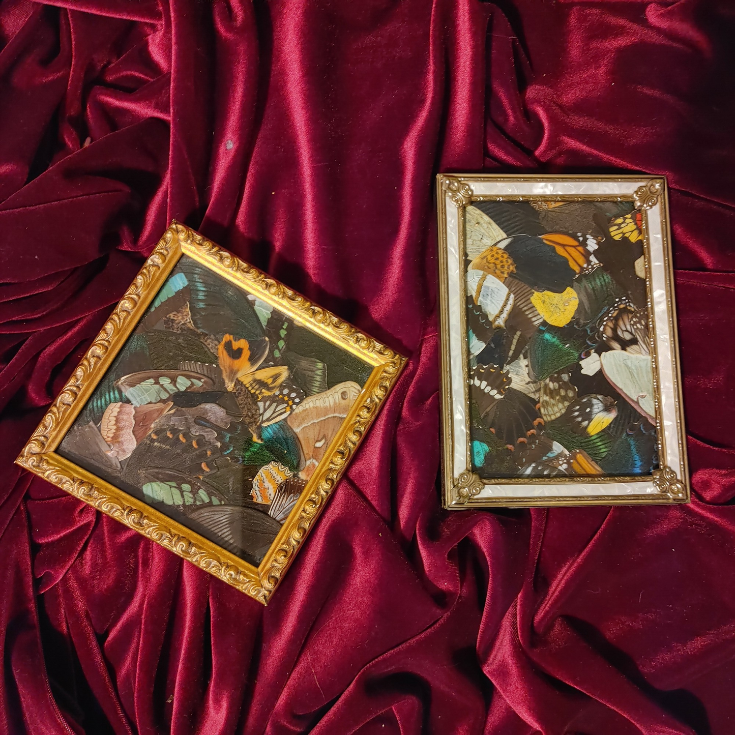 Assorted Framed Butterfly Wings