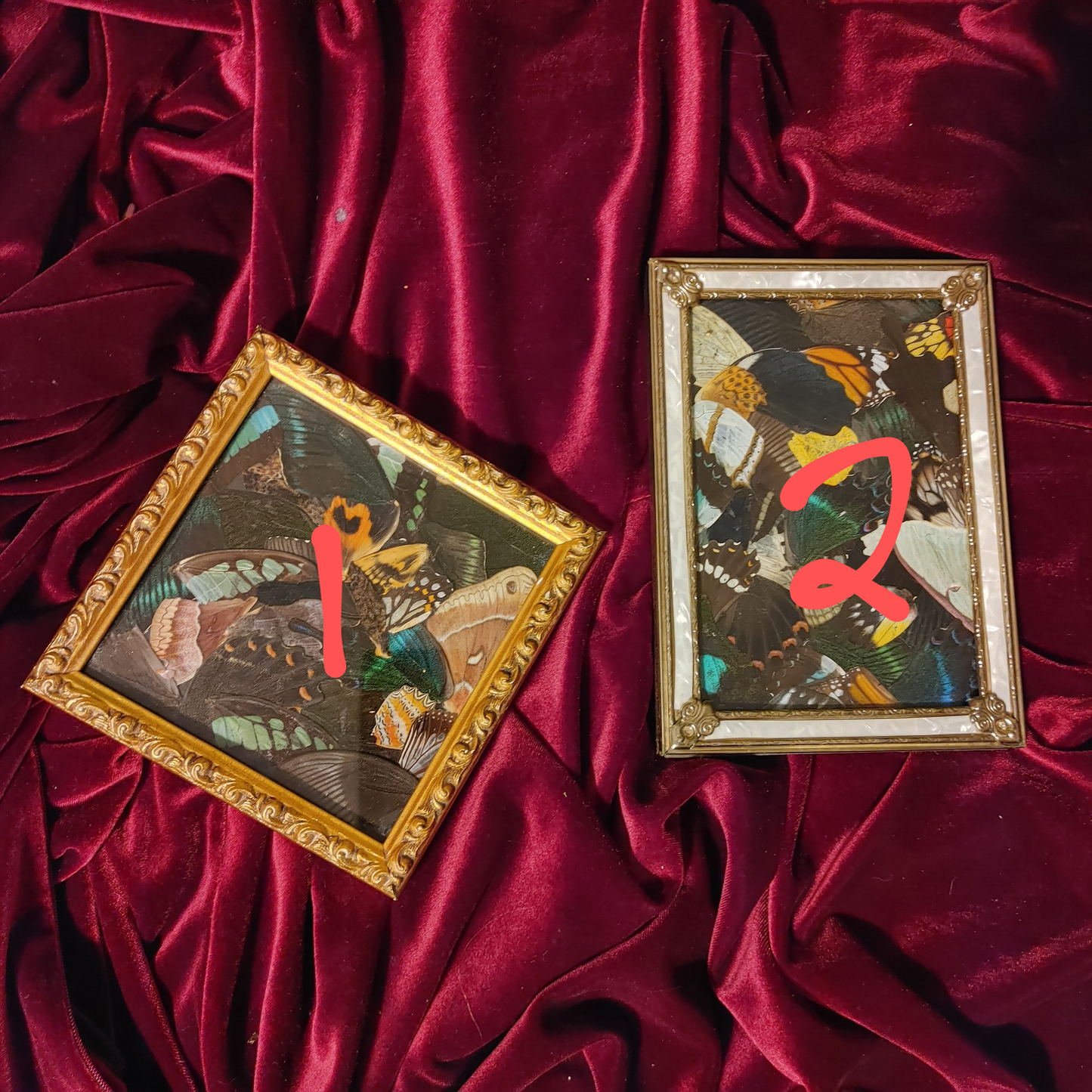 Assorted Framed Butterfly Wings