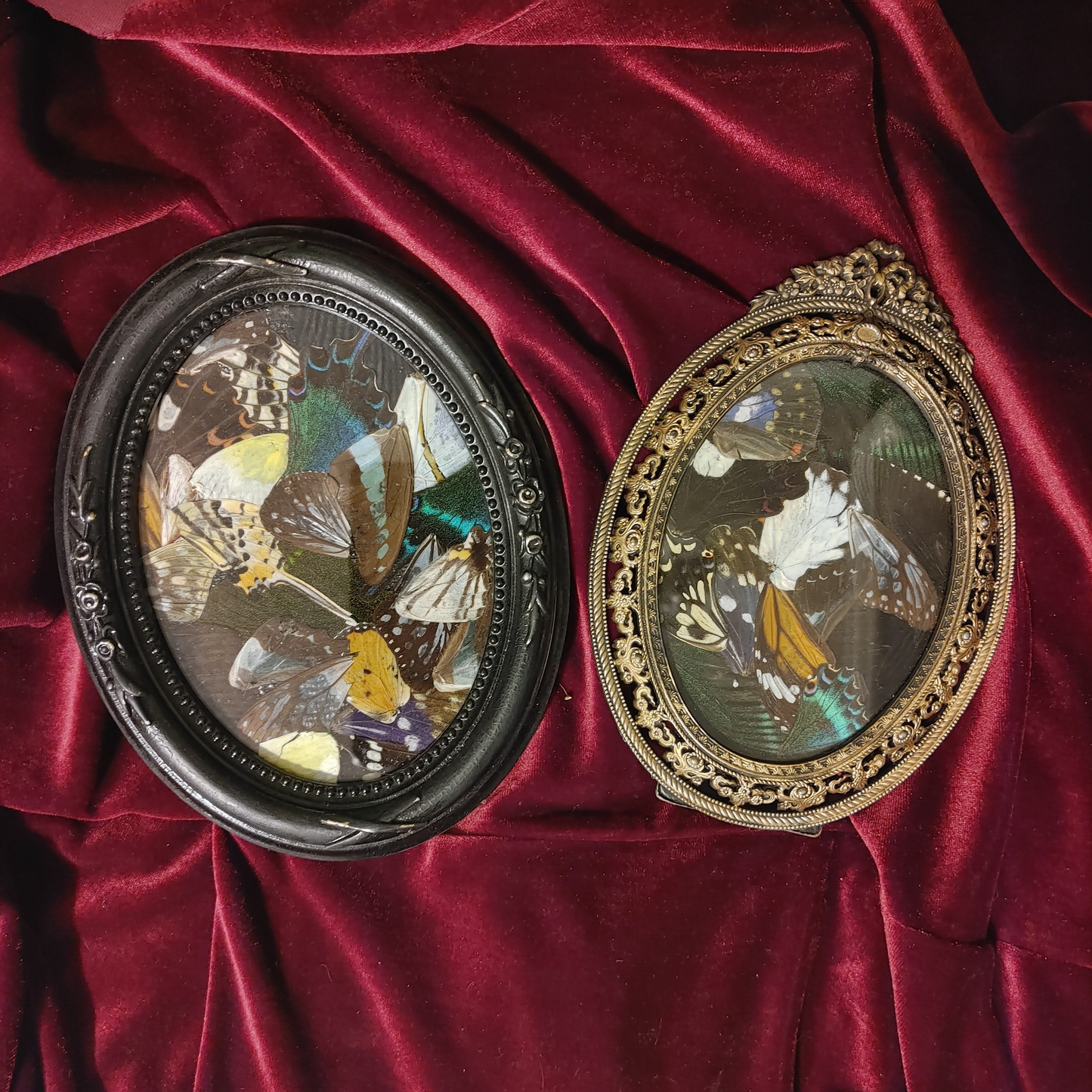 Assorted Framed Butterfly Wings