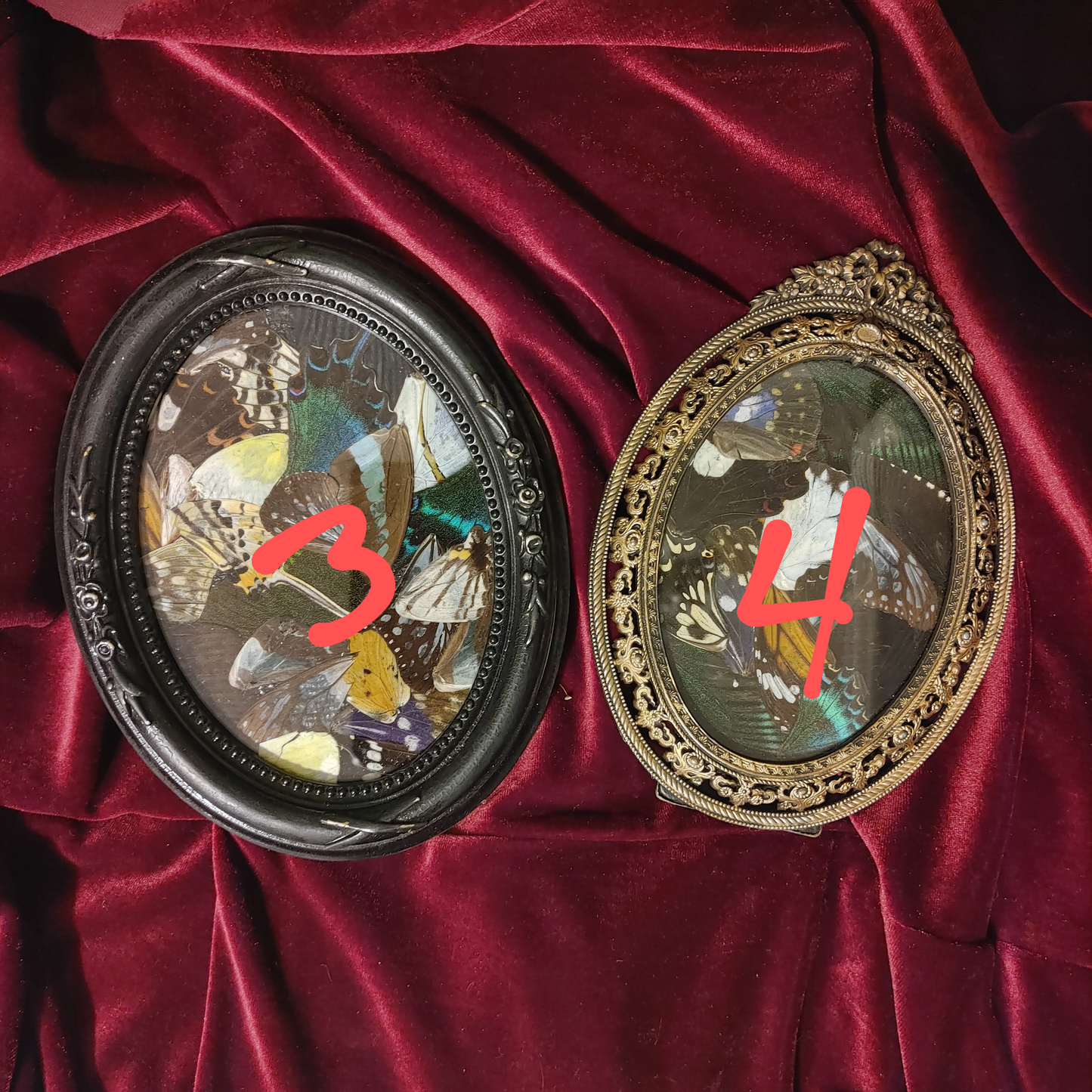Assorted Framed Butterfly Wings