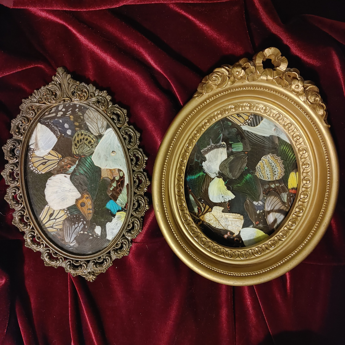 Assorted Framed Butterfly Wings