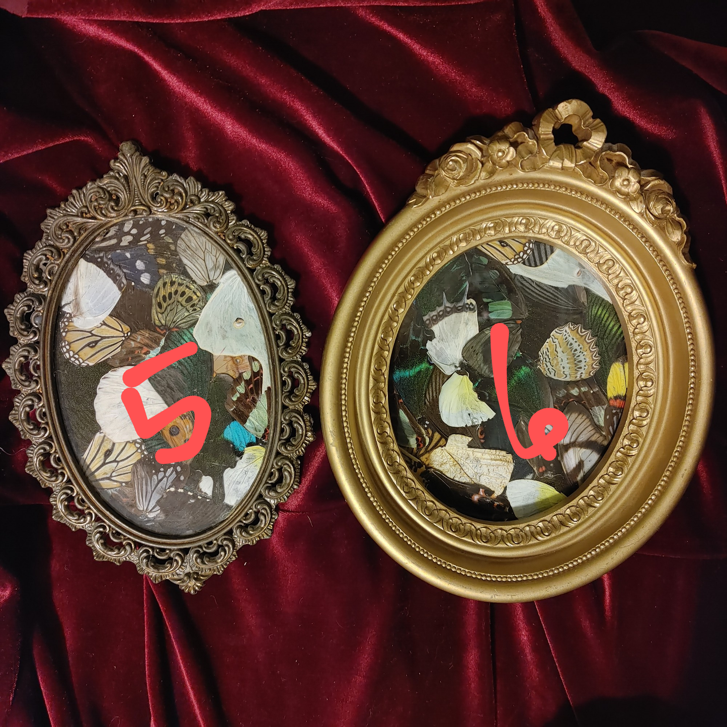 Assorted Framed Butterfly Wings