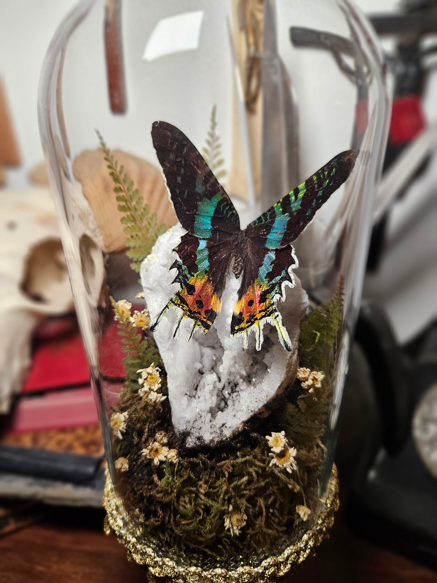 Sunset Moth Tallboy Dome