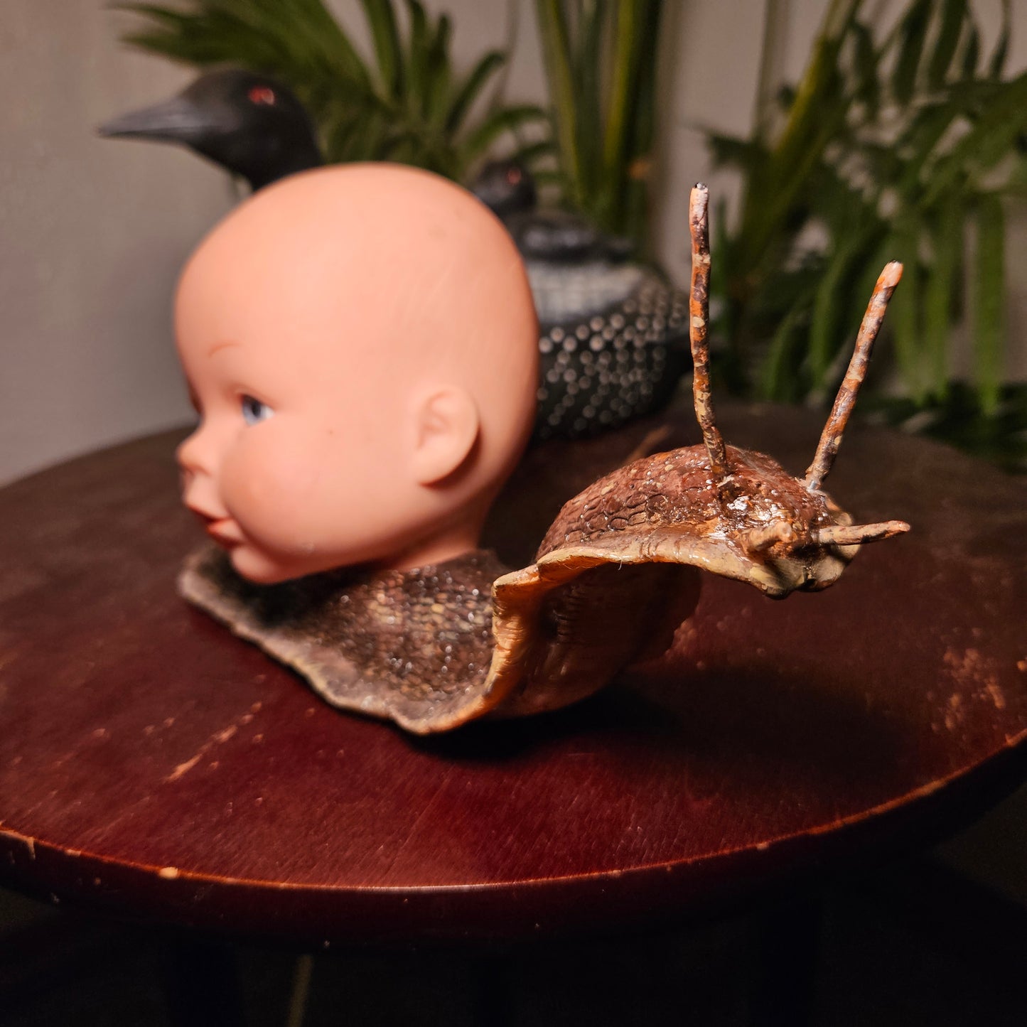 Large Babyhead Snail